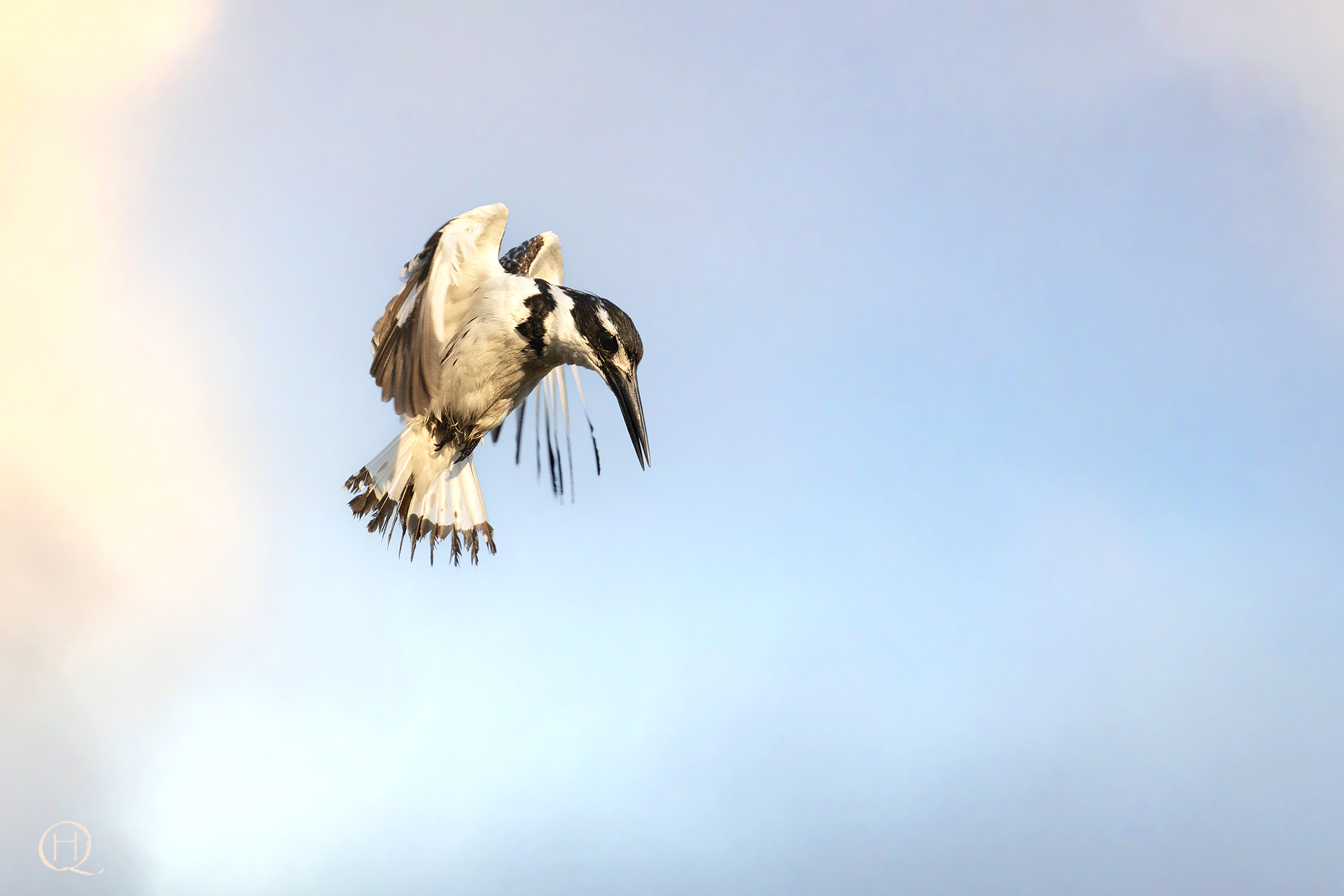 Pied kingfisher (Ceryle rudis)