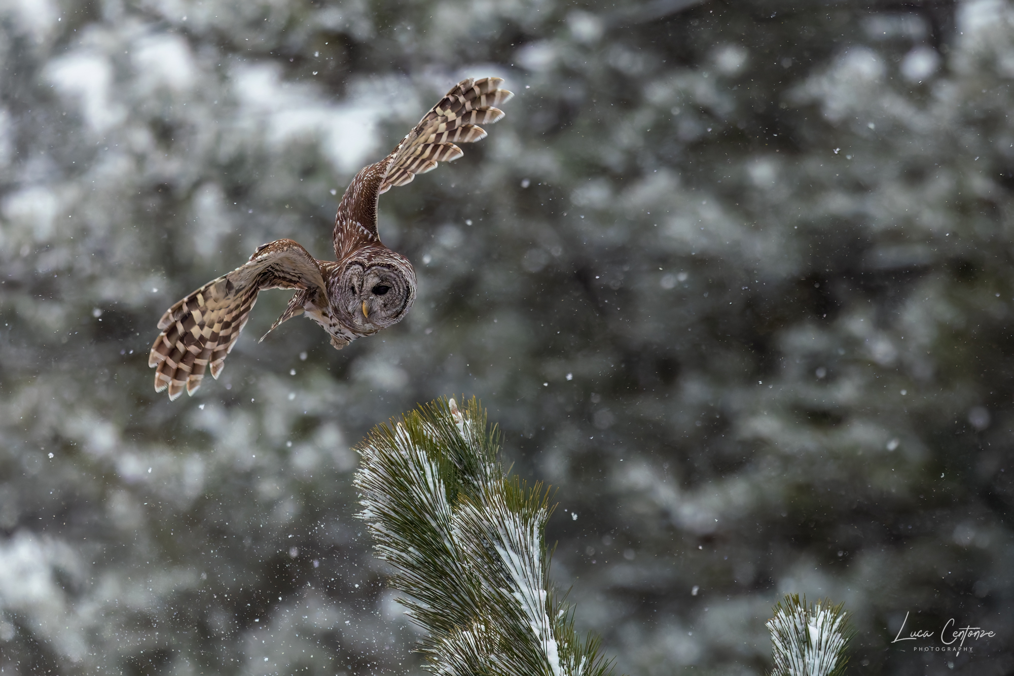 Allocco barrato nella neve