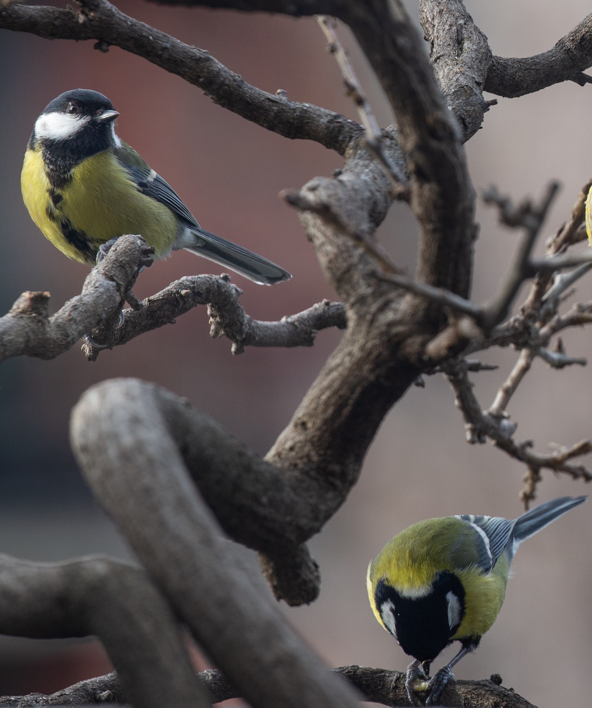 Cince da terrazzo, gennaio 2025, Milano