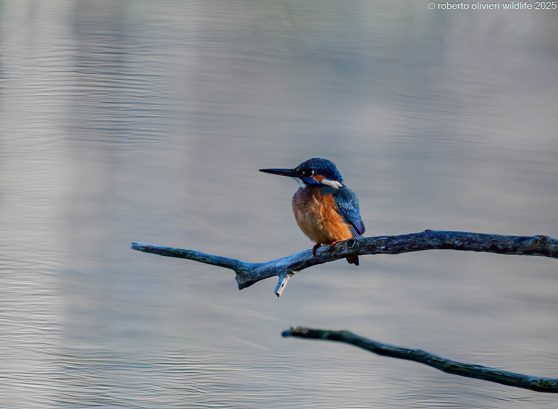 Kingfisher