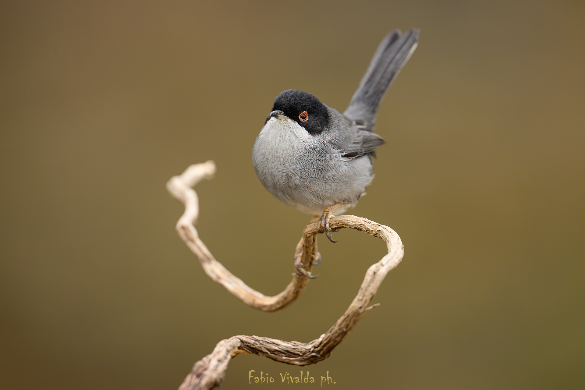 Occhiocotto in a cup