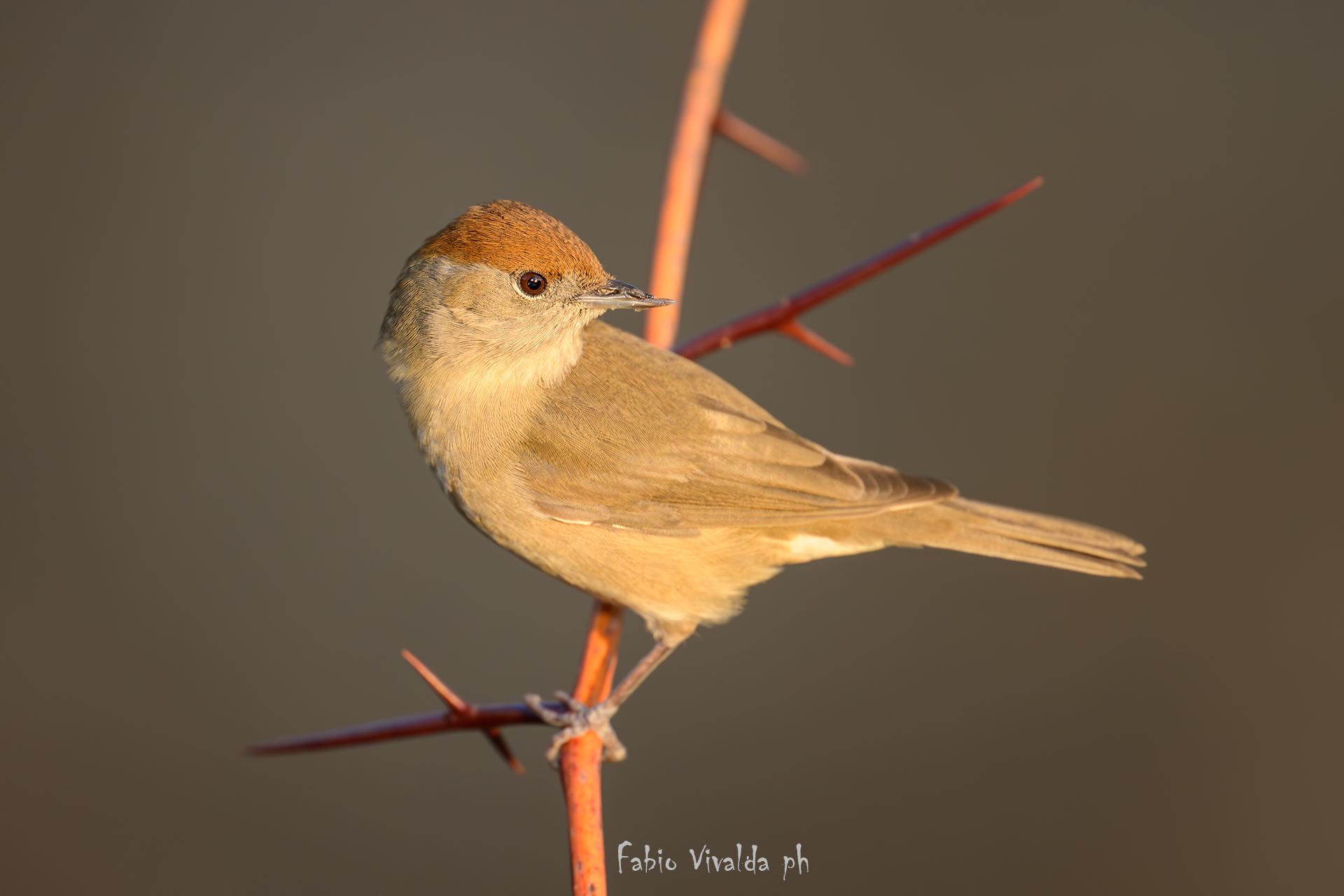 Blackcap first lights