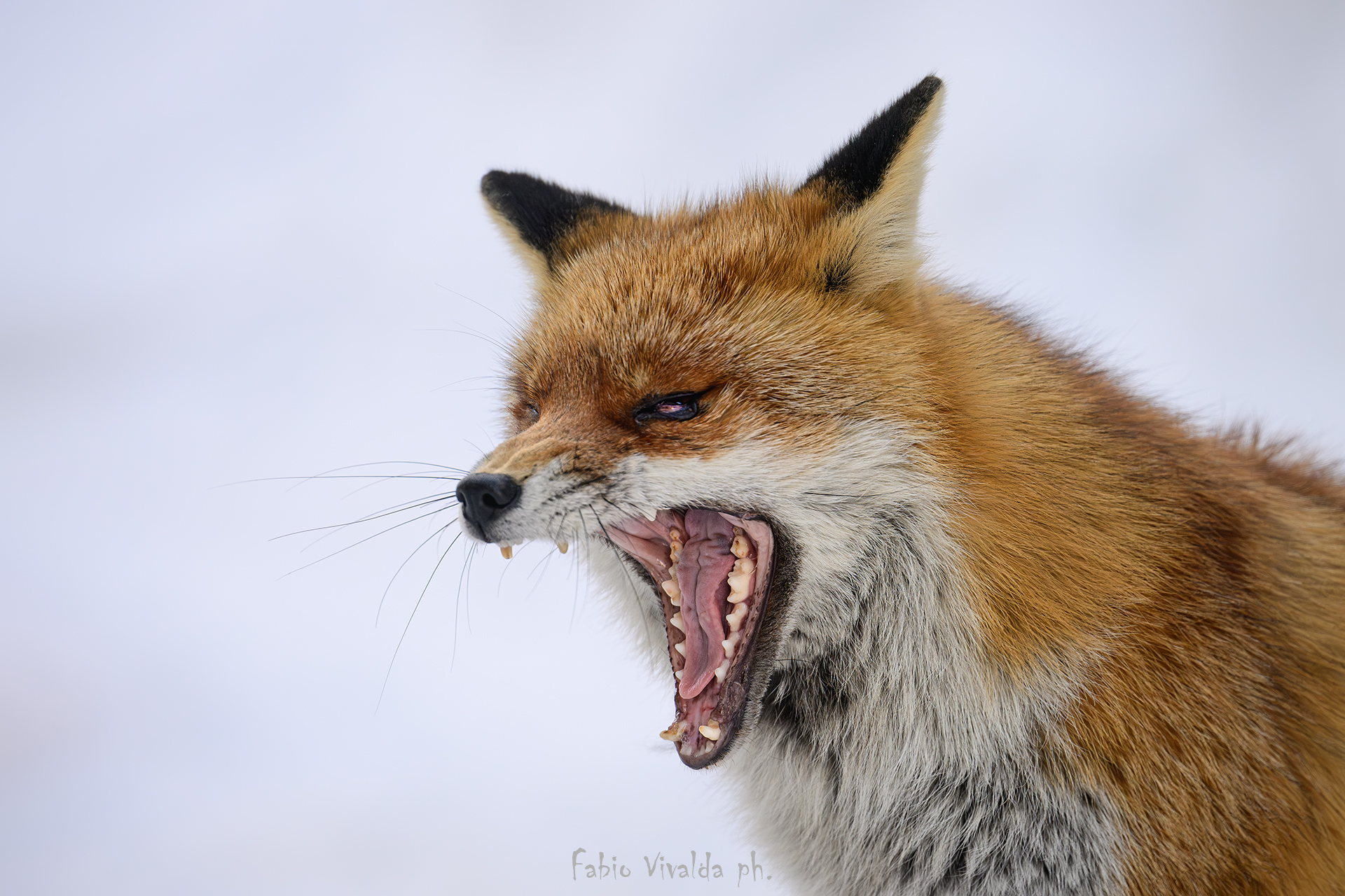 The yawn of the fox