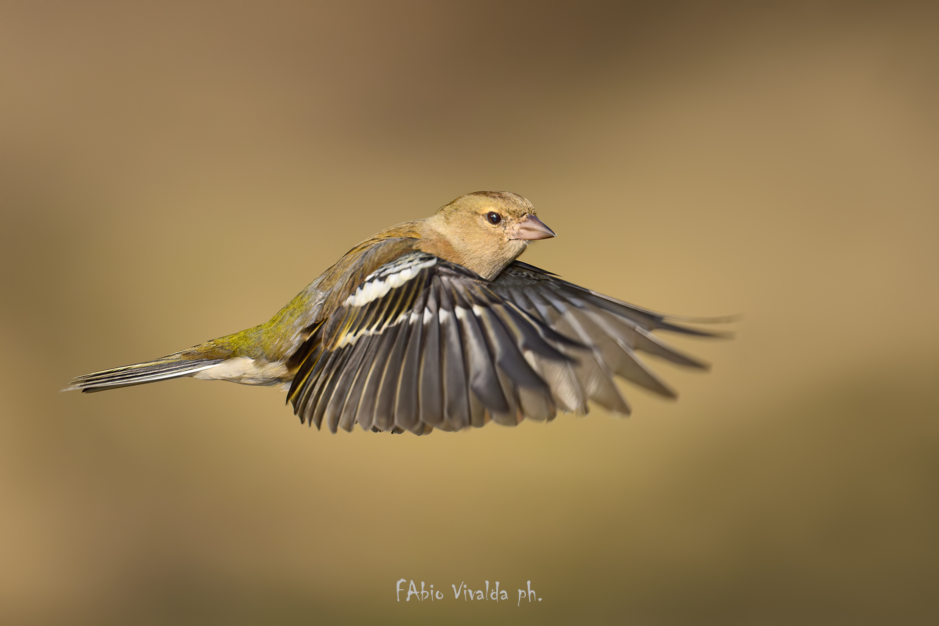 Fringuella volante