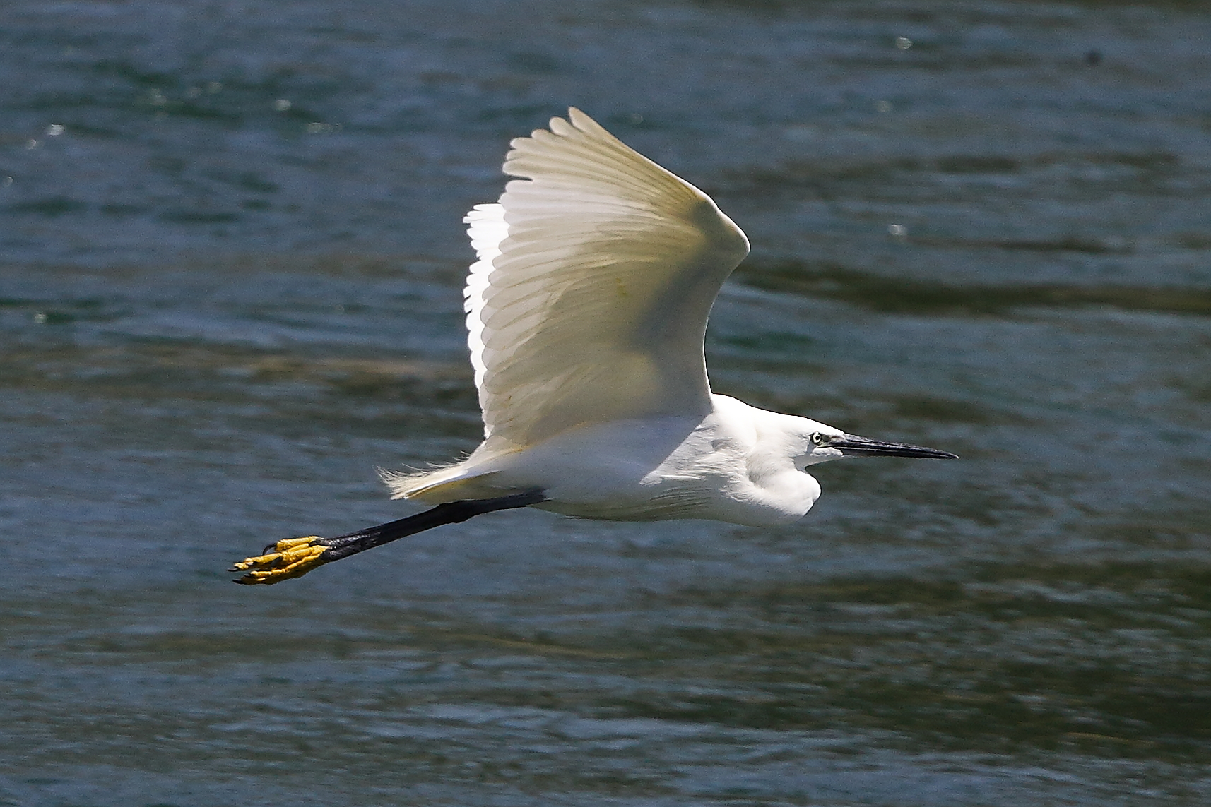 Garzetta 08 agosto 2024 - 0153