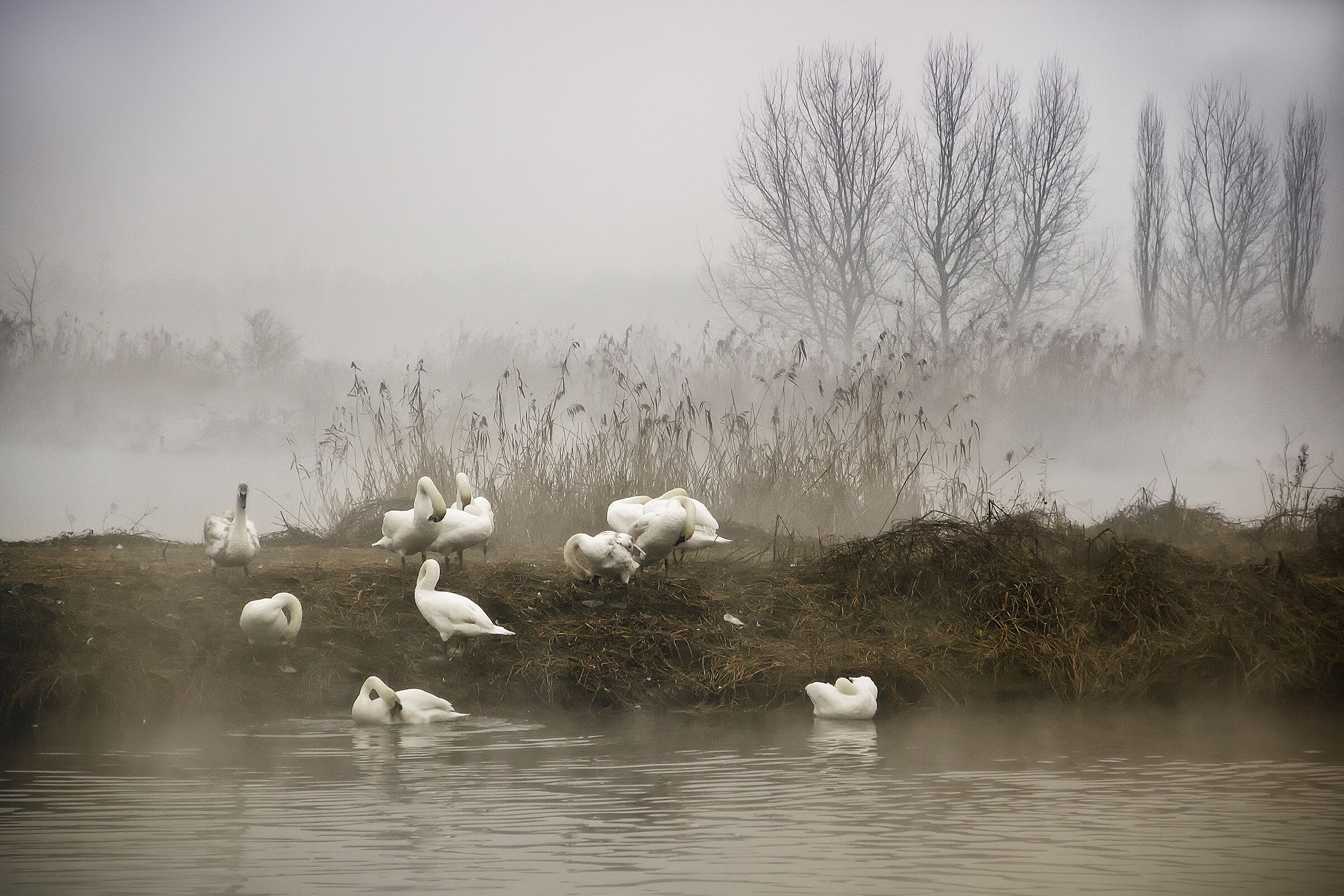 The awakening of the swans