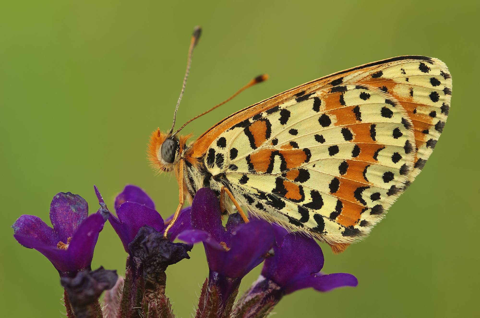 Melitaea didyma