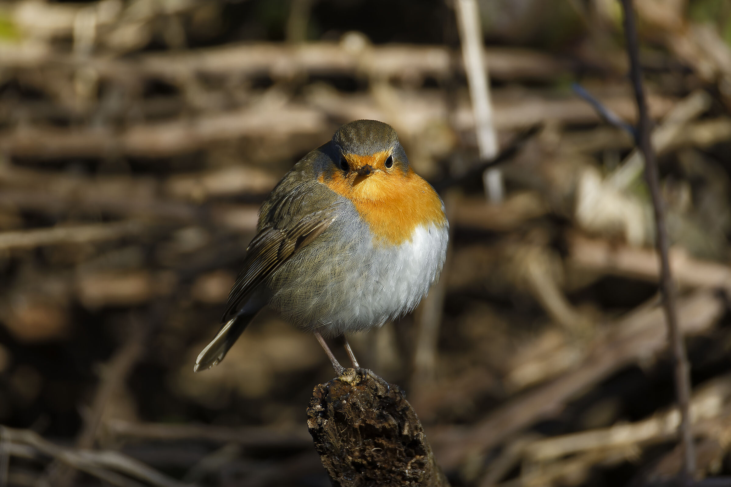 Robin (weighted)