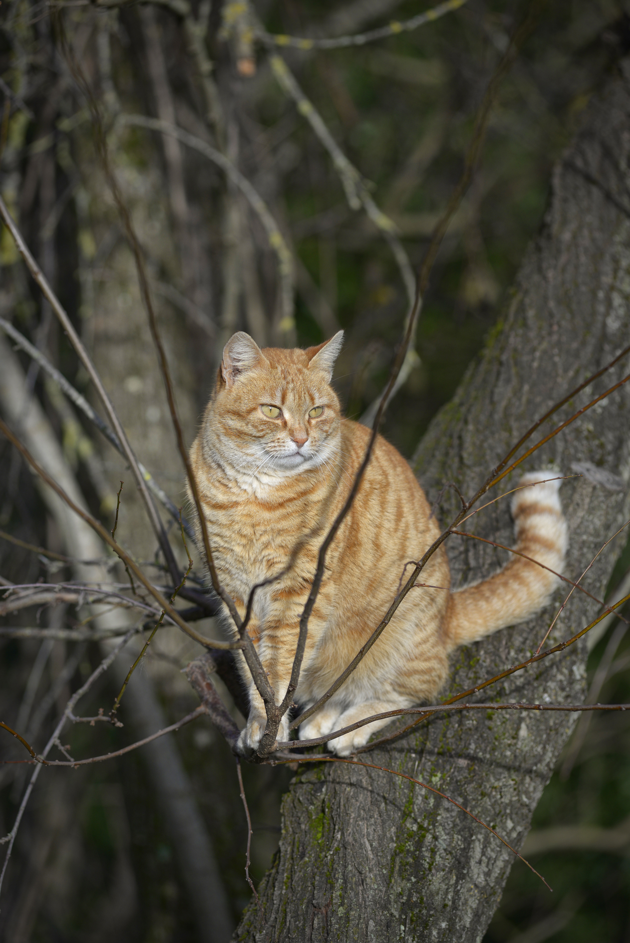 Cat of Pitigliano