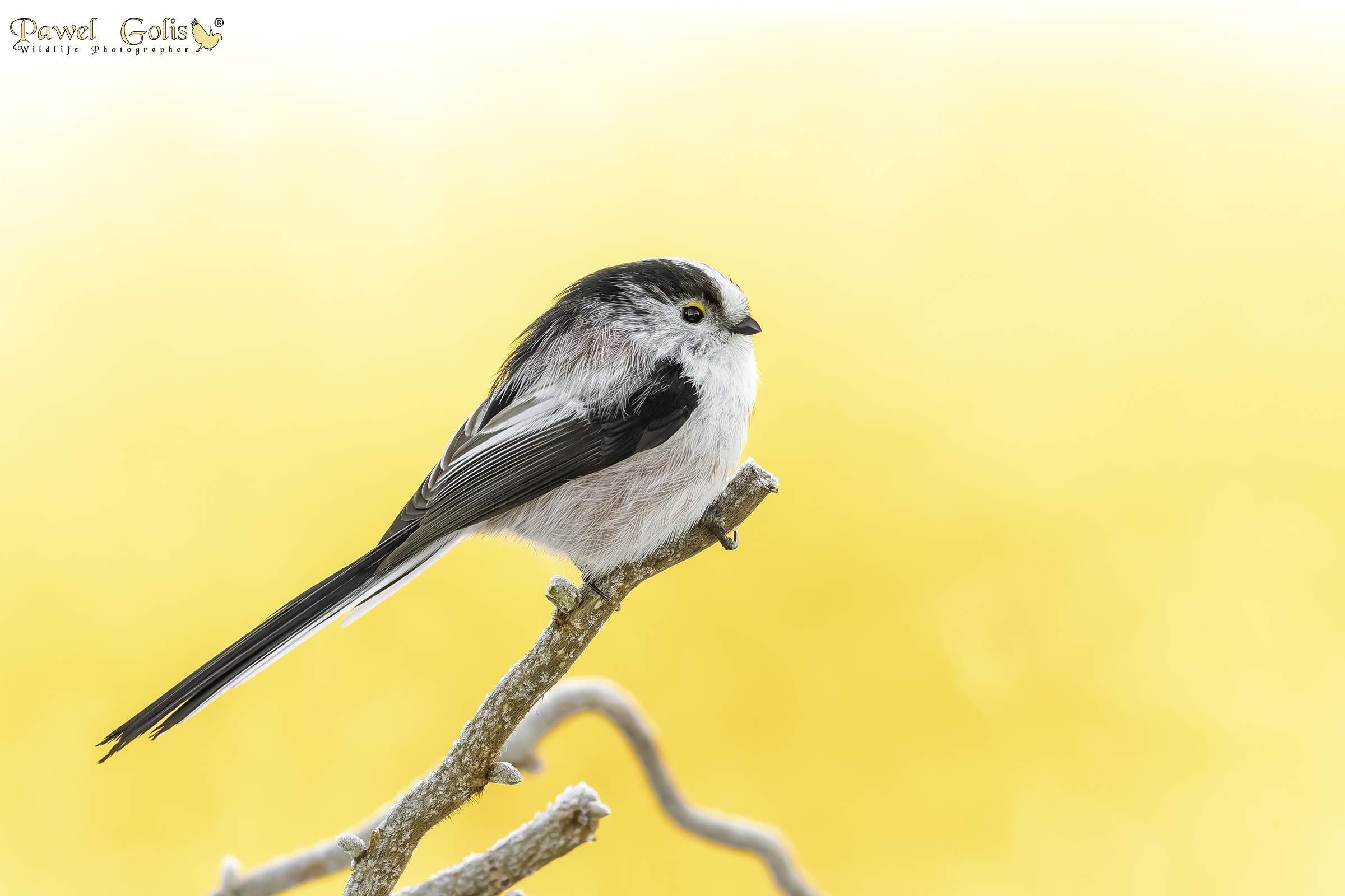 Cincia codalunga (Aegithalos caudatus)