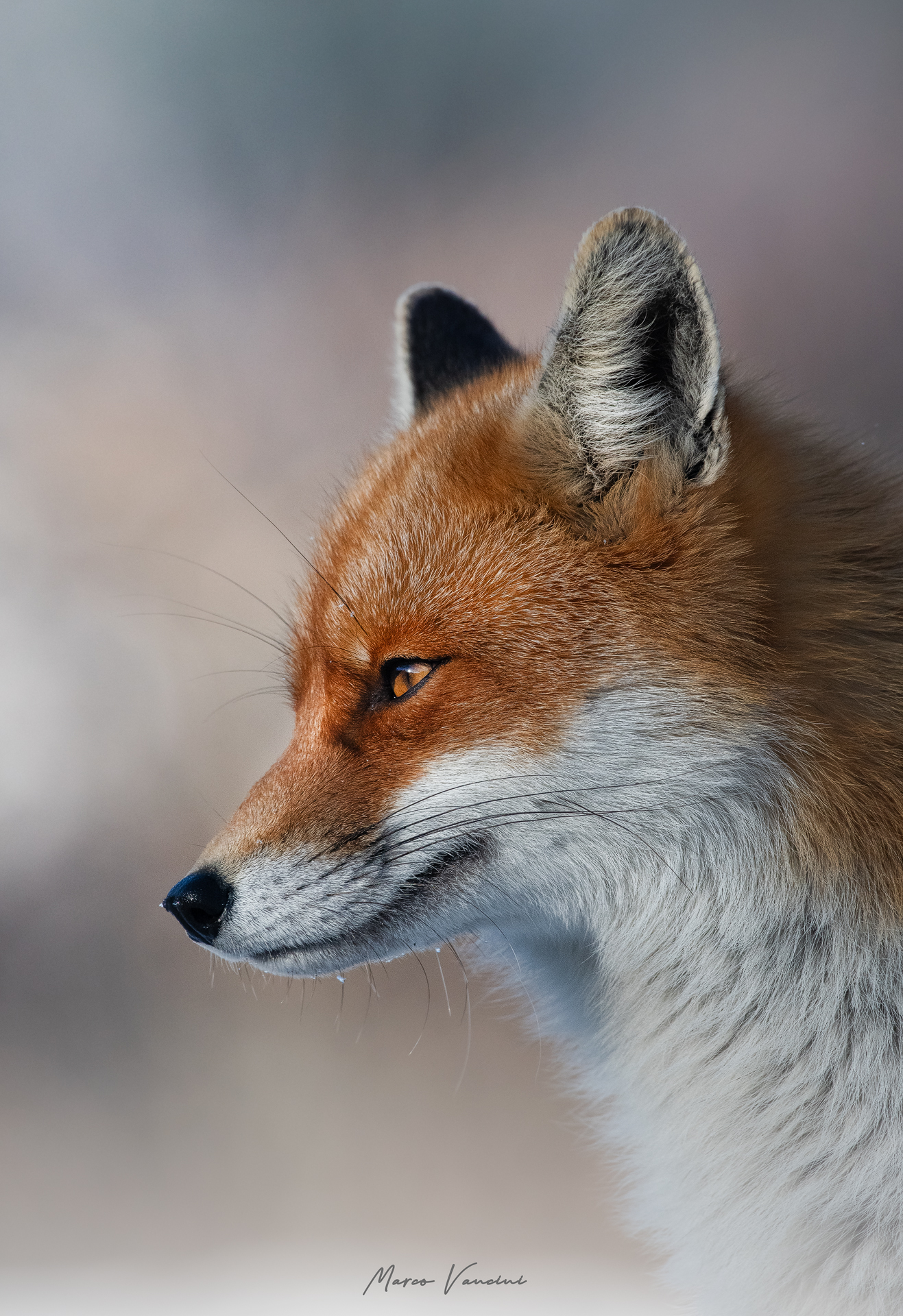 The right profile
