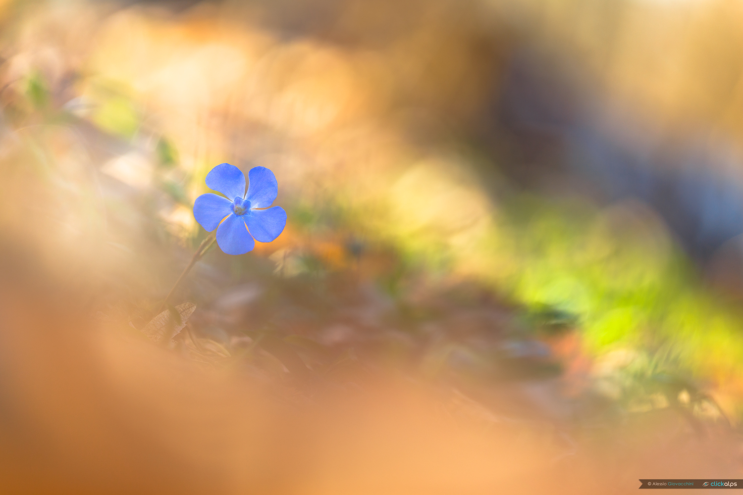 Pervinca