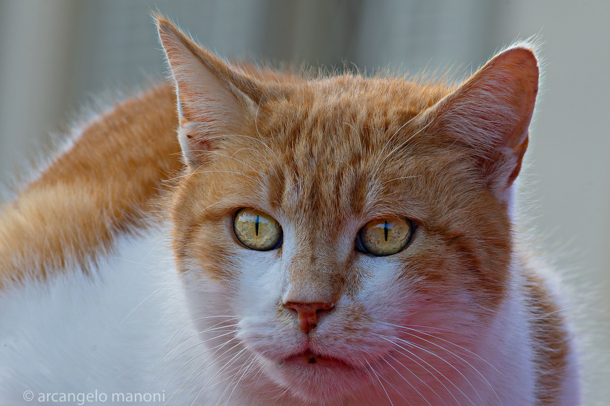 Lo sguardo magico di fennec