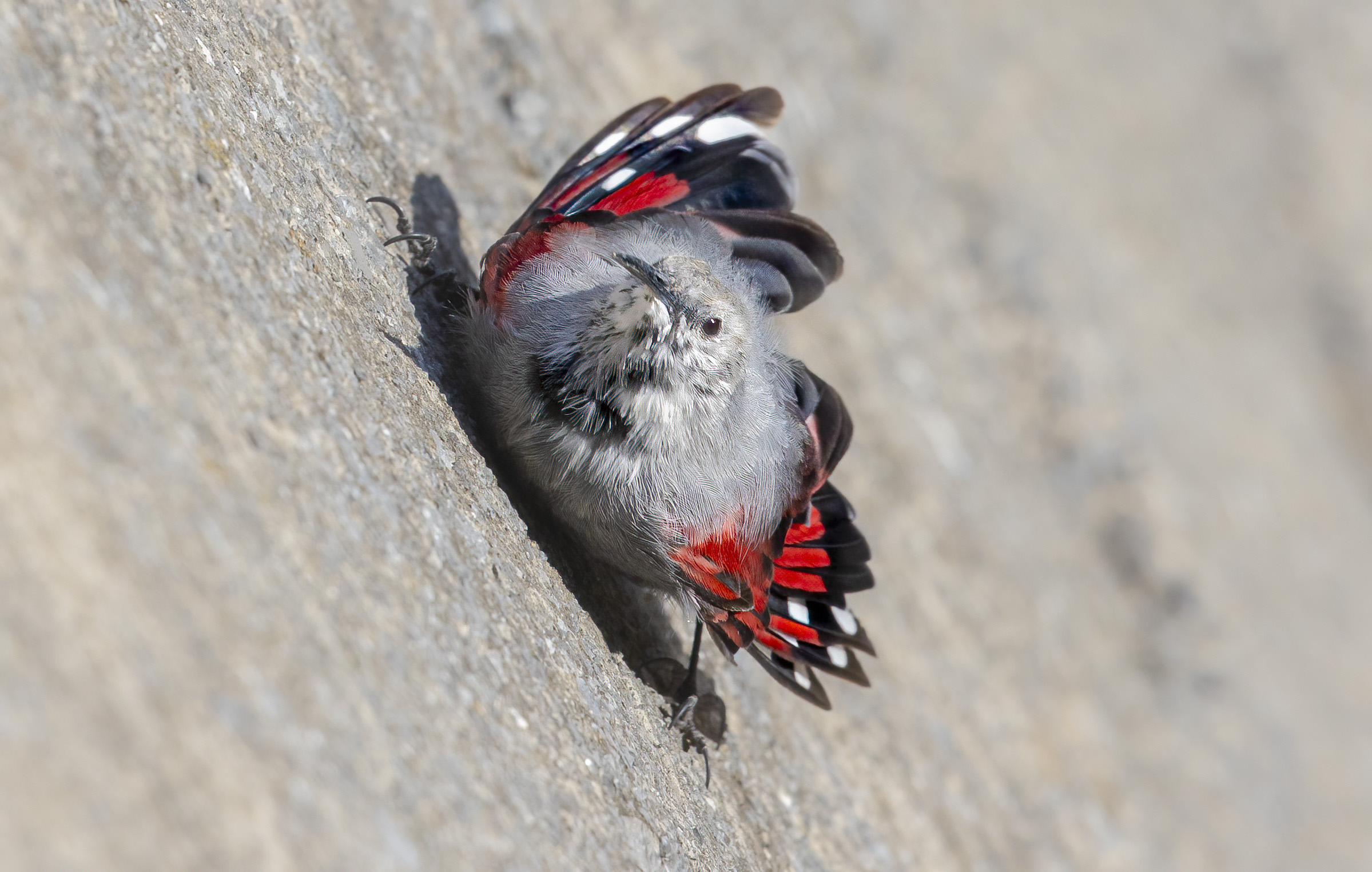 viva il colore, picchiio muraiolo