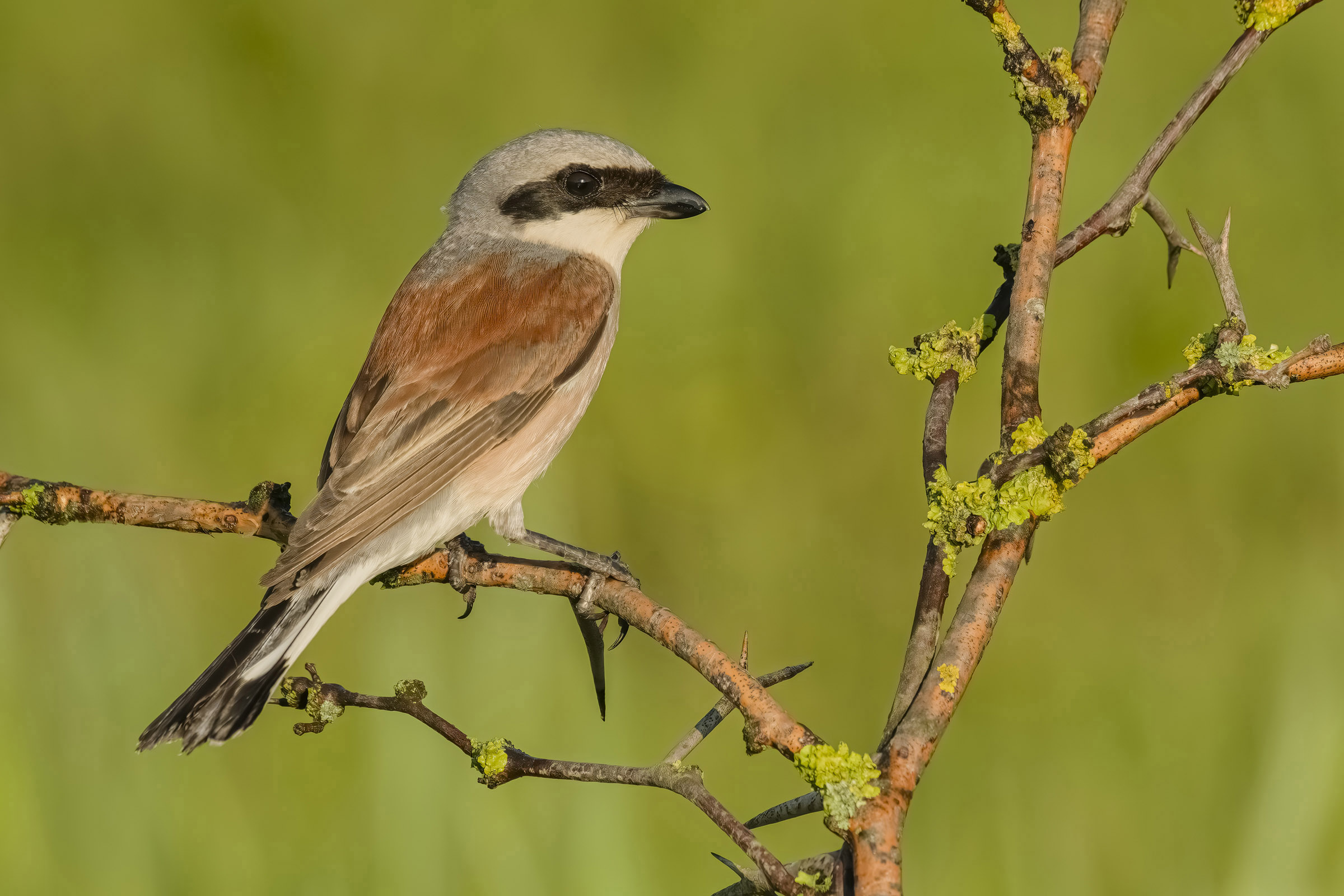 Red-backed shrike