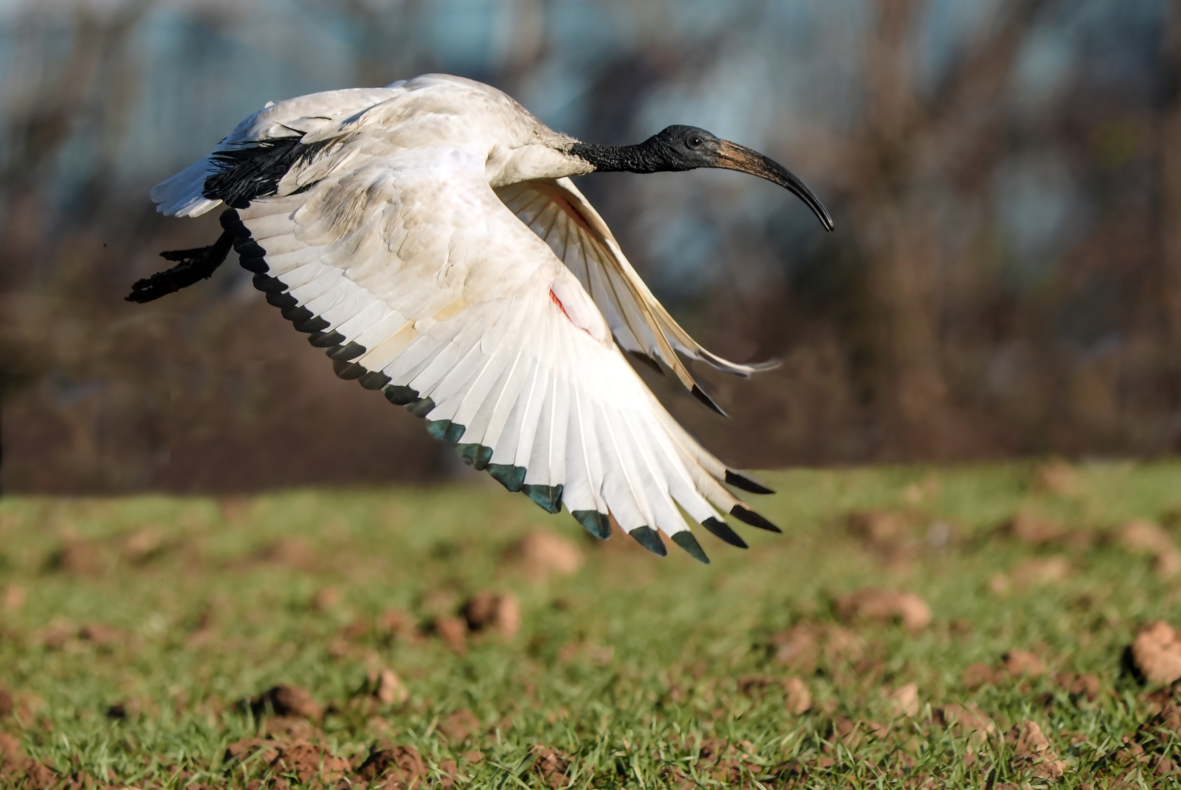 Sacred Ibis