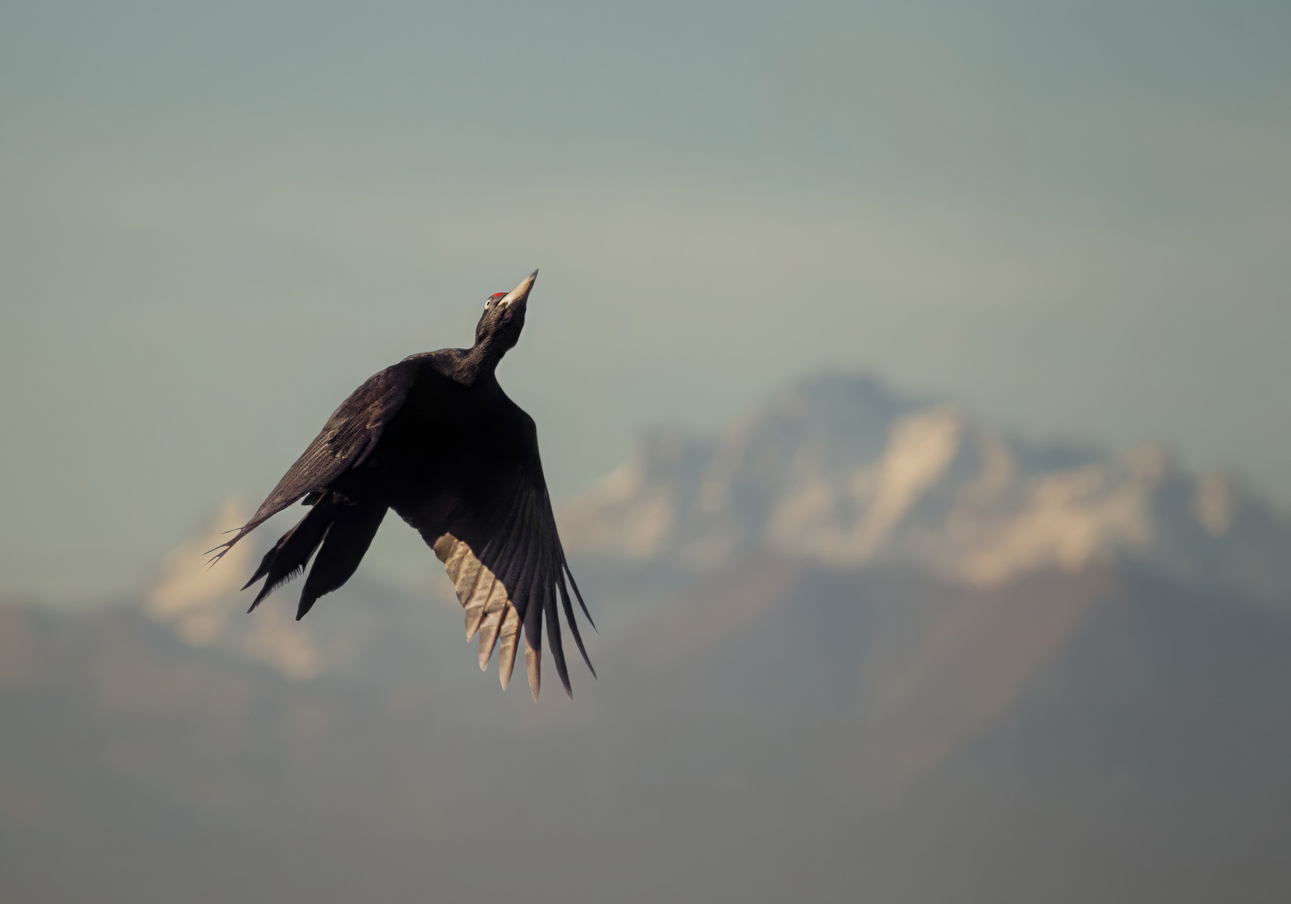 Picchio nero (Dryocopus martius)