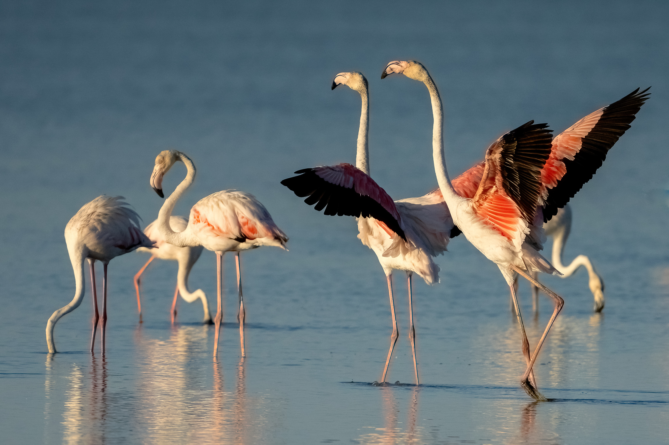 Fenicotteri rosa (Phoenicopterus roseus)