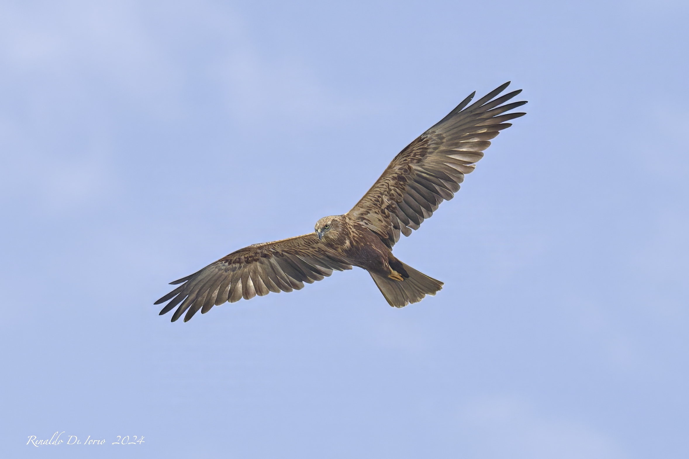 Marsh Harrier