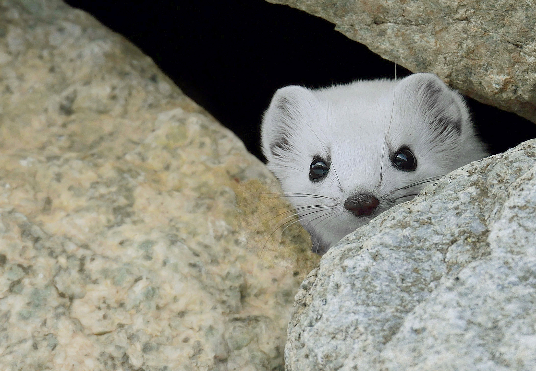 ermine.