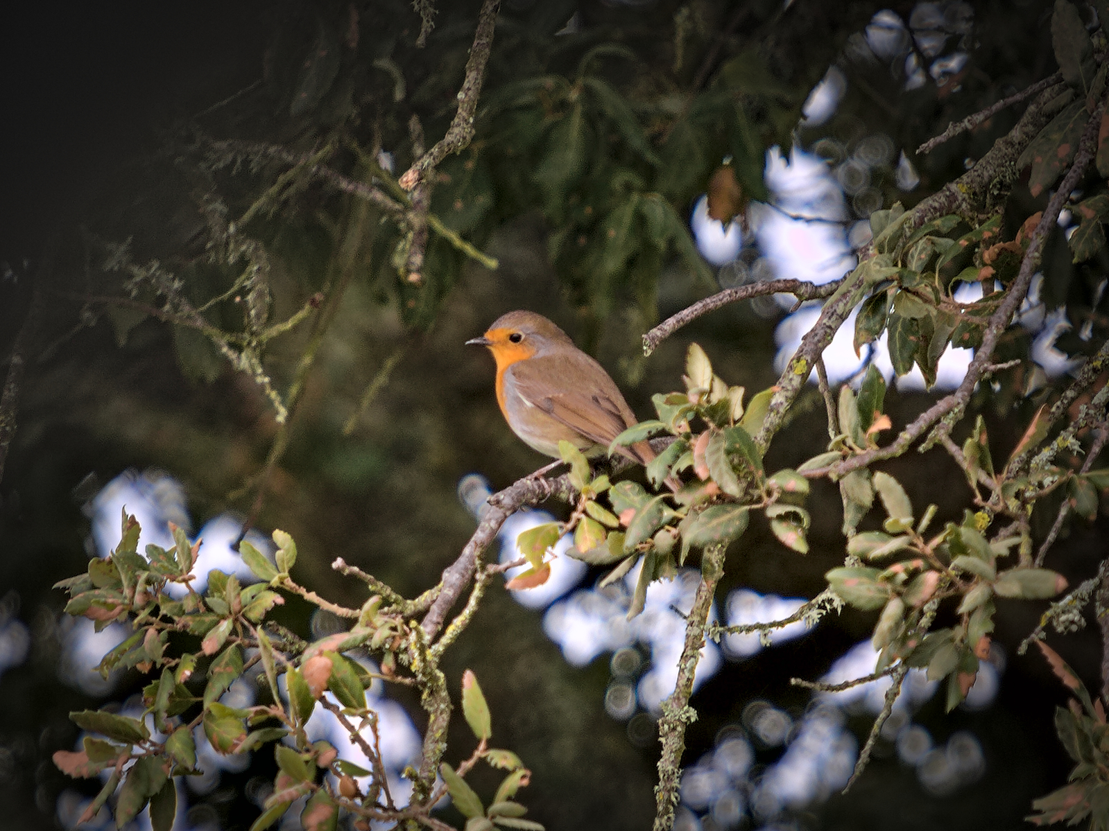 The Little Robin