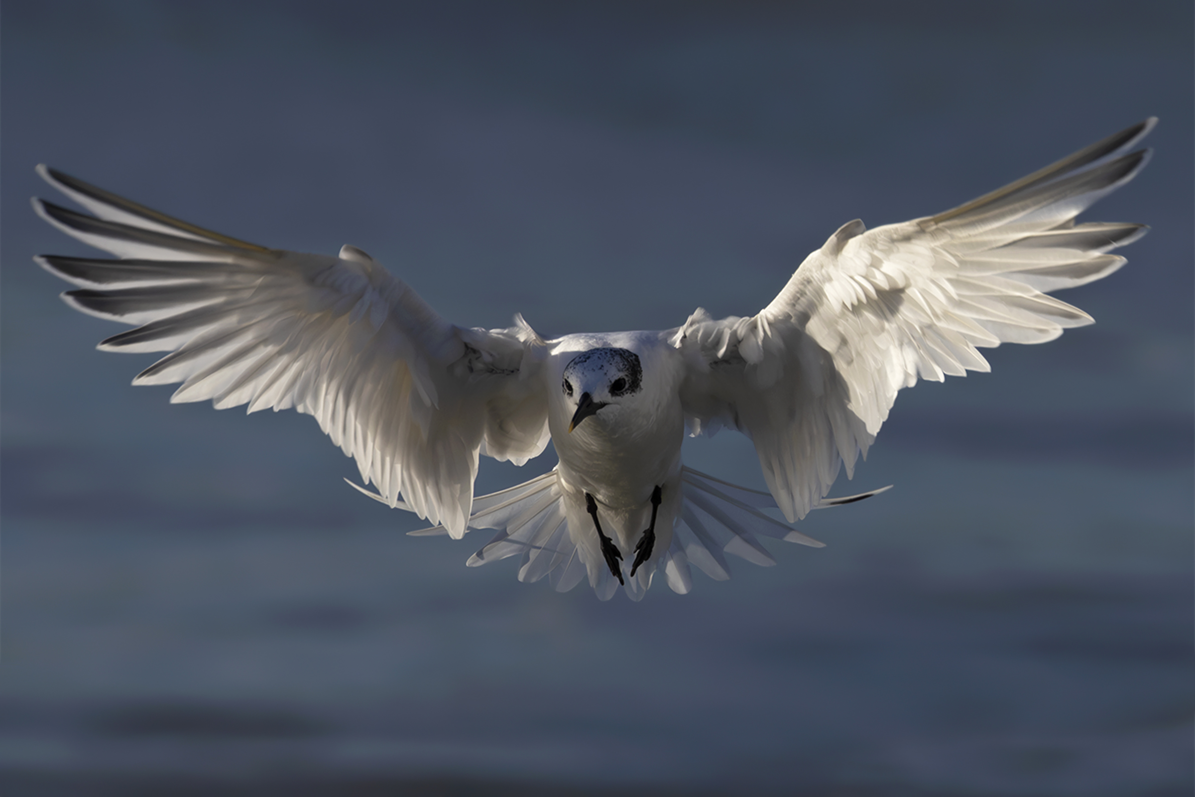 Sandwich tern