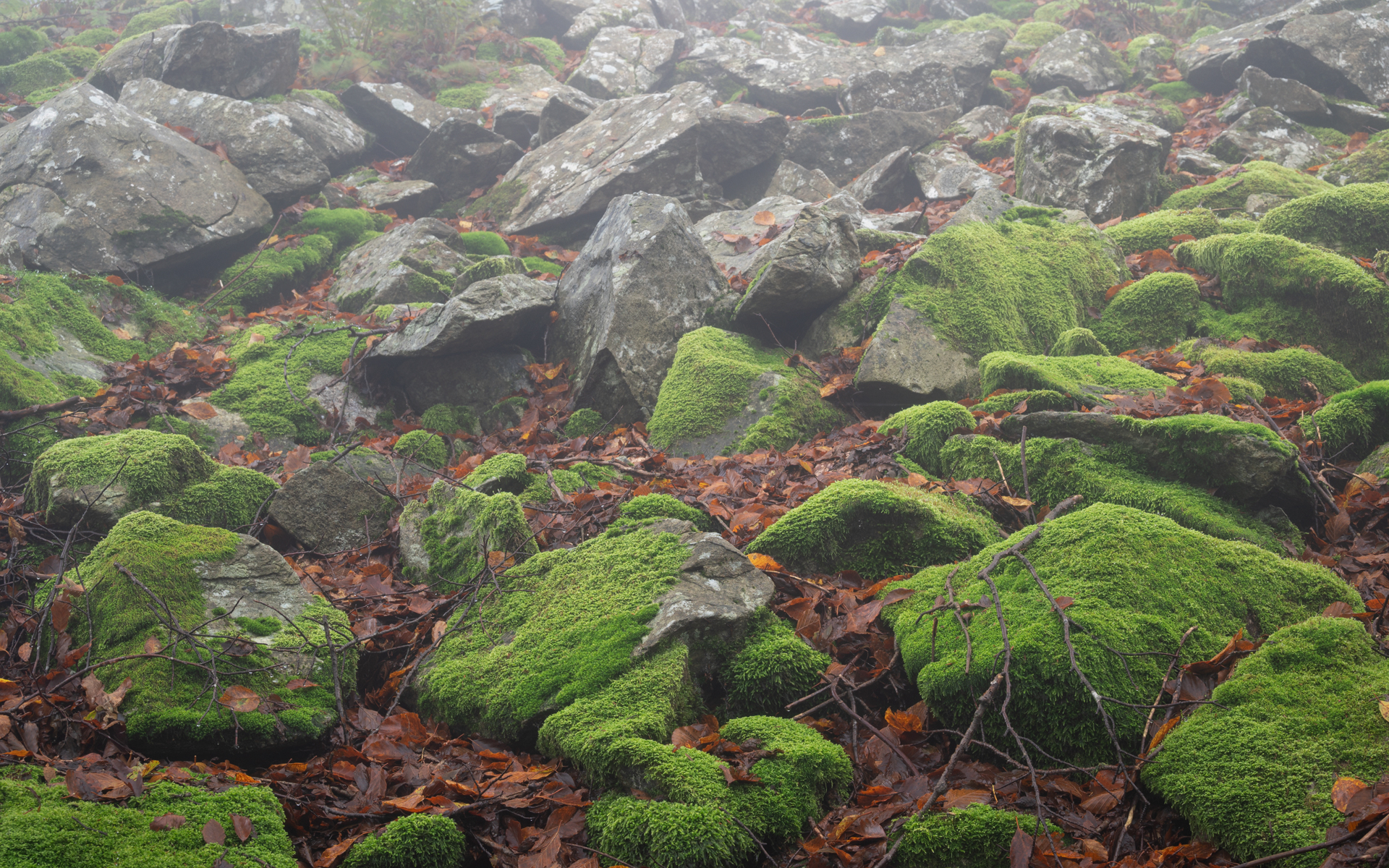 Mossy stones