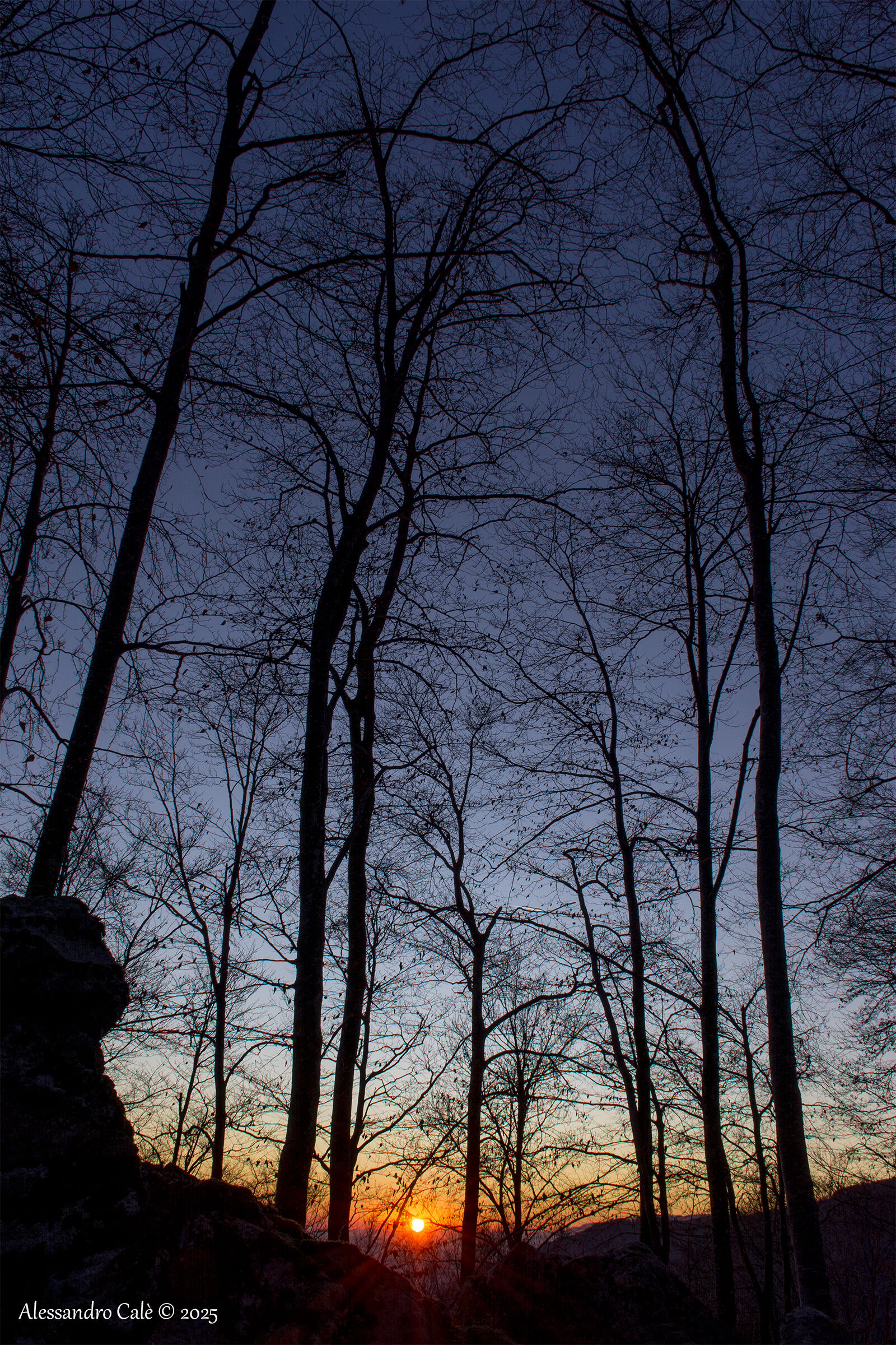 Tramonto nel bosco 2128