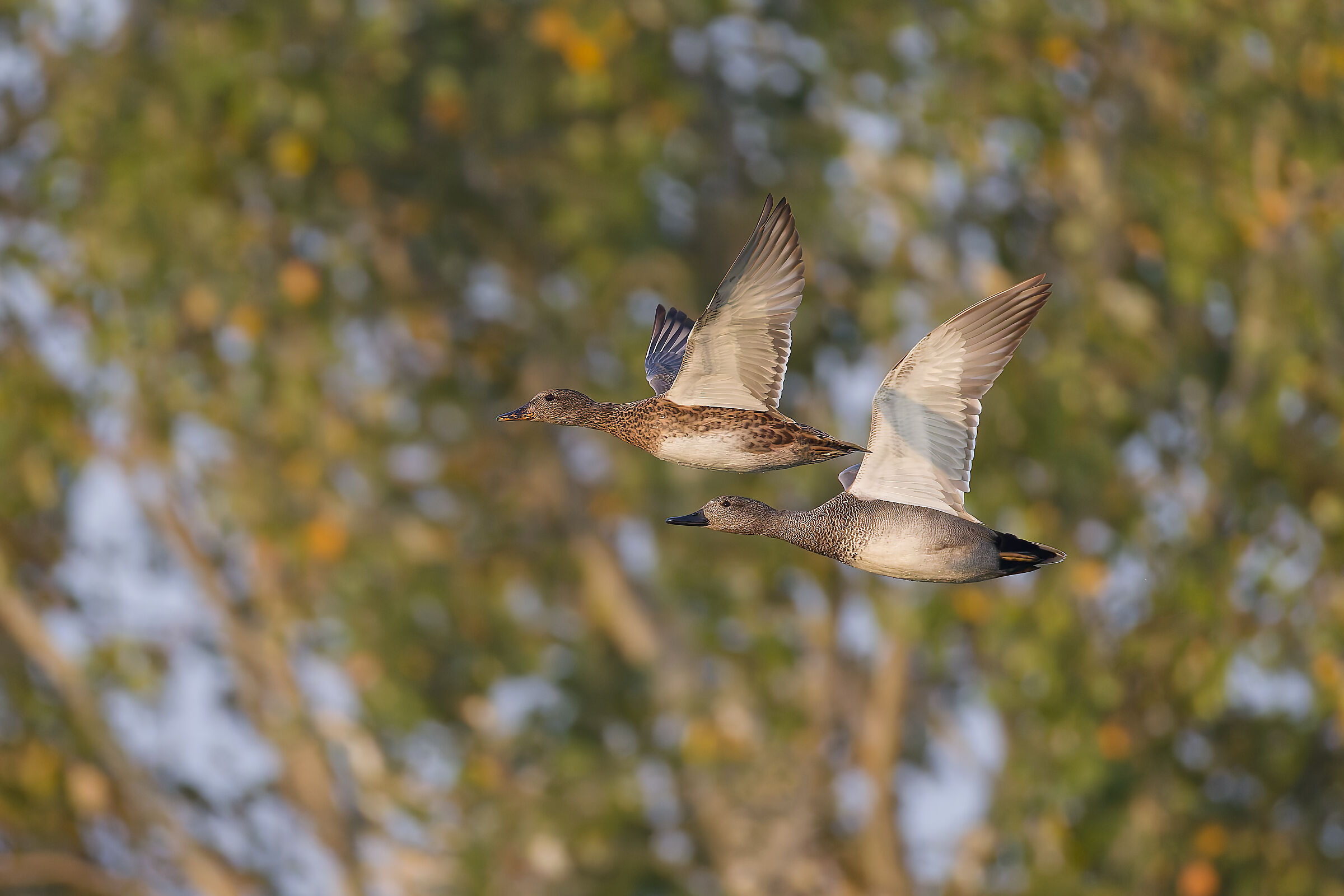 Gadwall