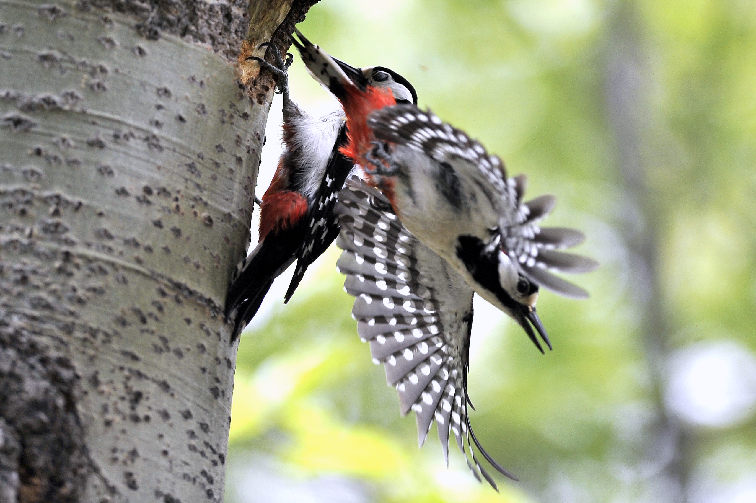 woodpecker nest in output