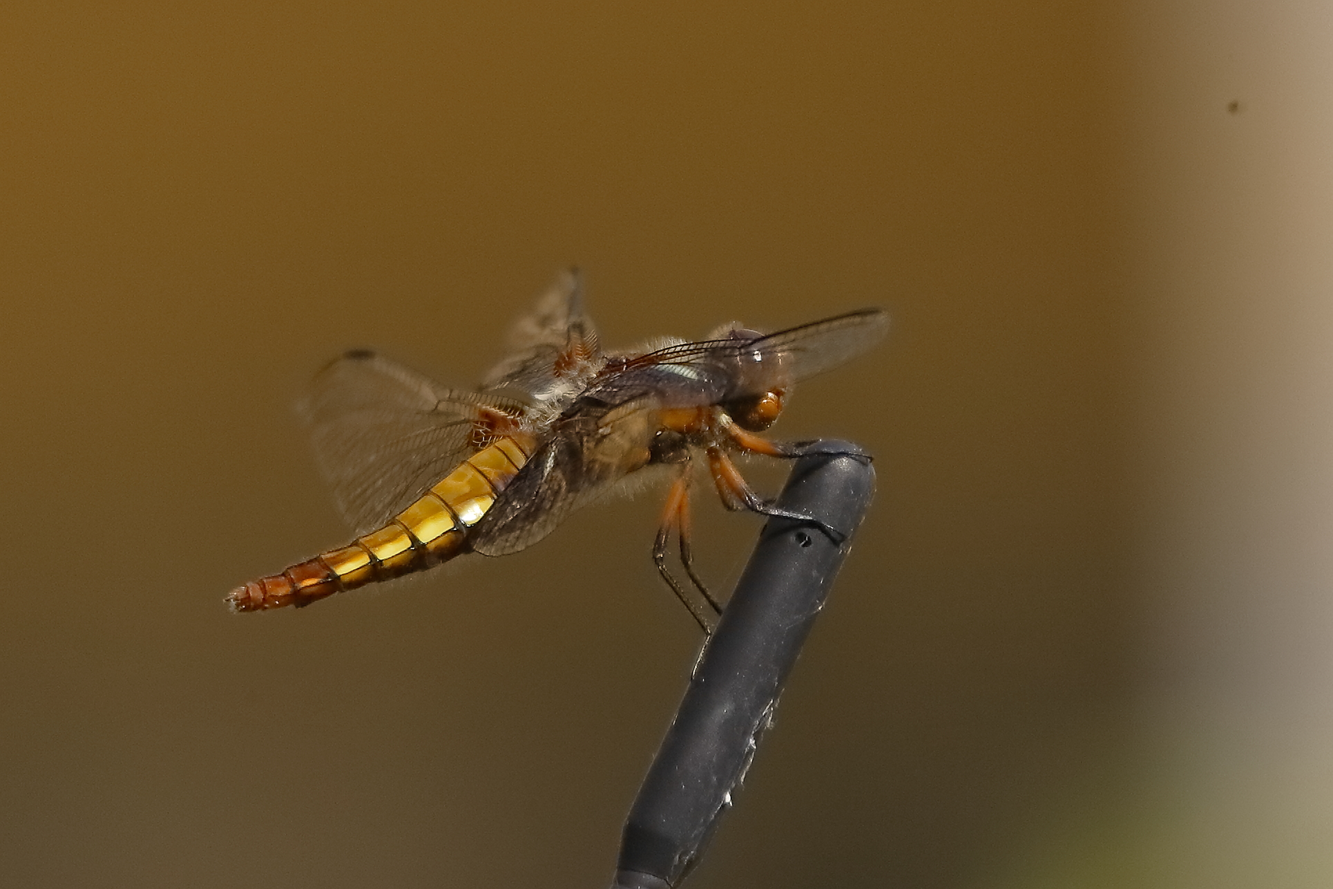 Libellula 11 agosto 2024 - 9954