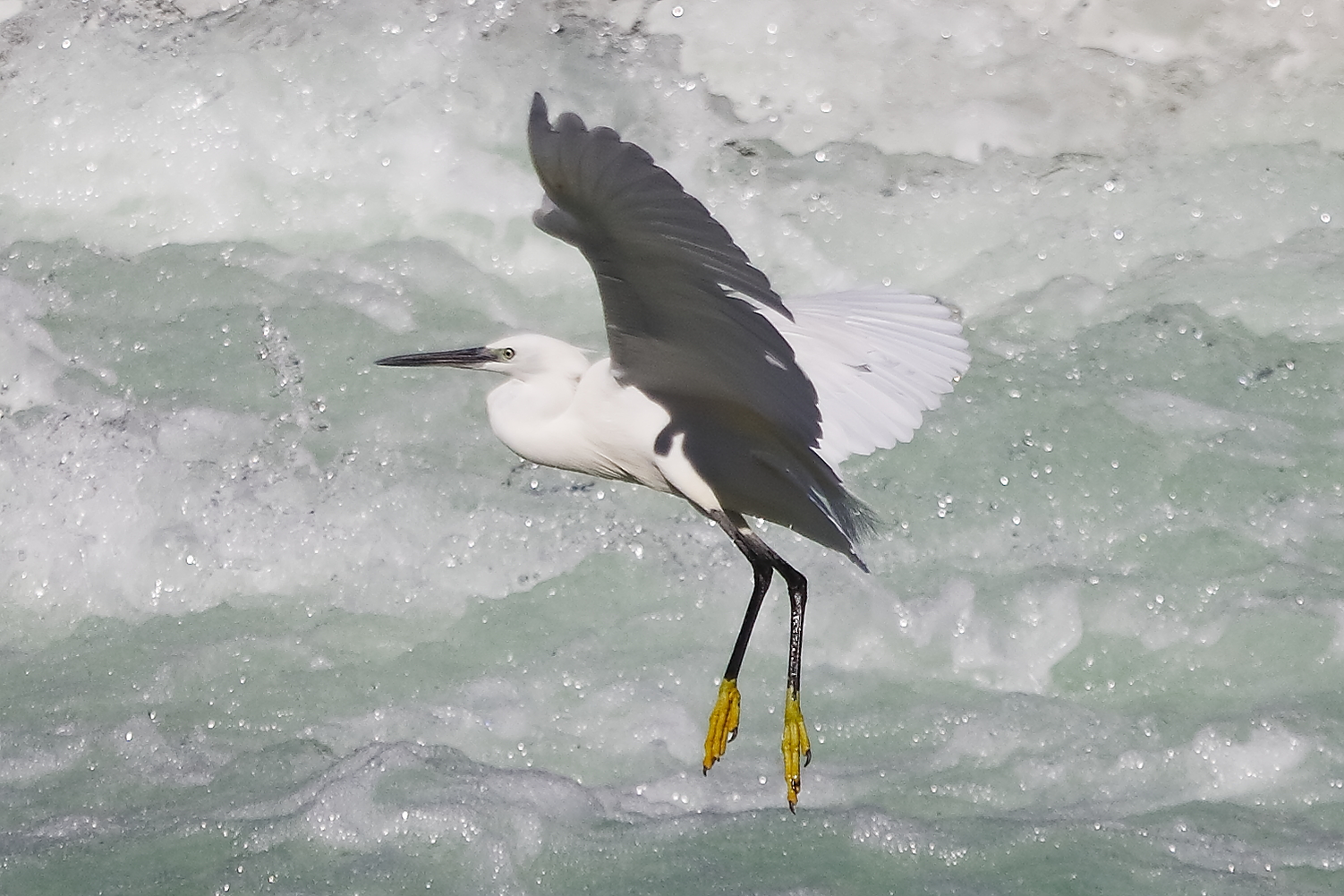 Garzetta 10 settembre 2024 - 0239