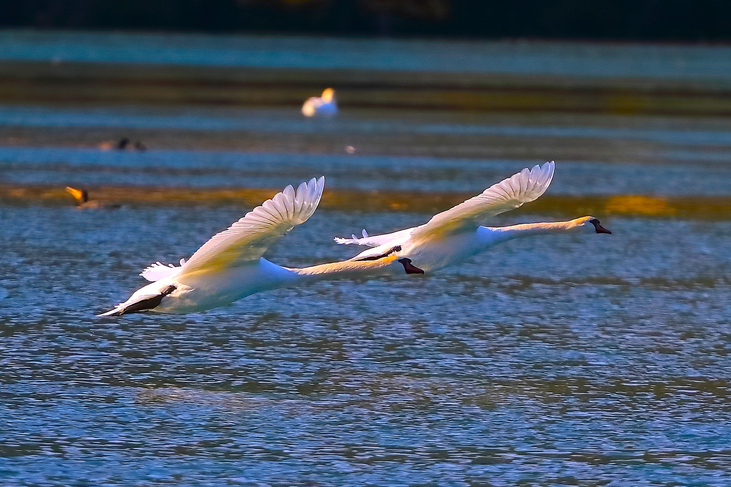 Cigni R 11 ottobre 2024 - 0098