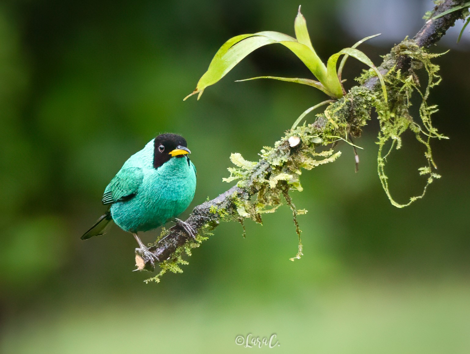Green Honeycreeper