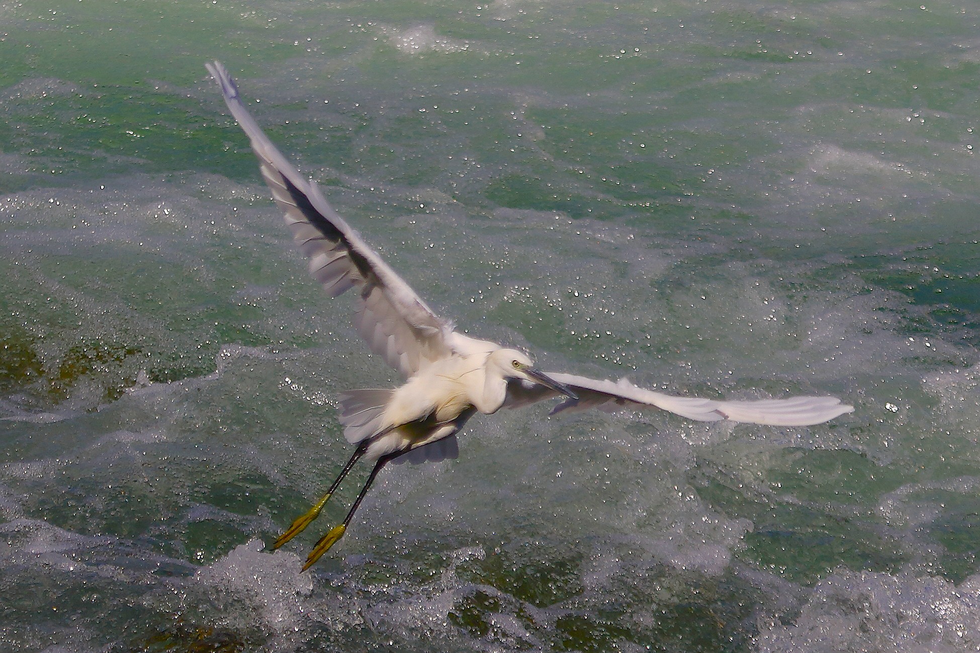 Garzetta 10 settembre 2024 - 0294