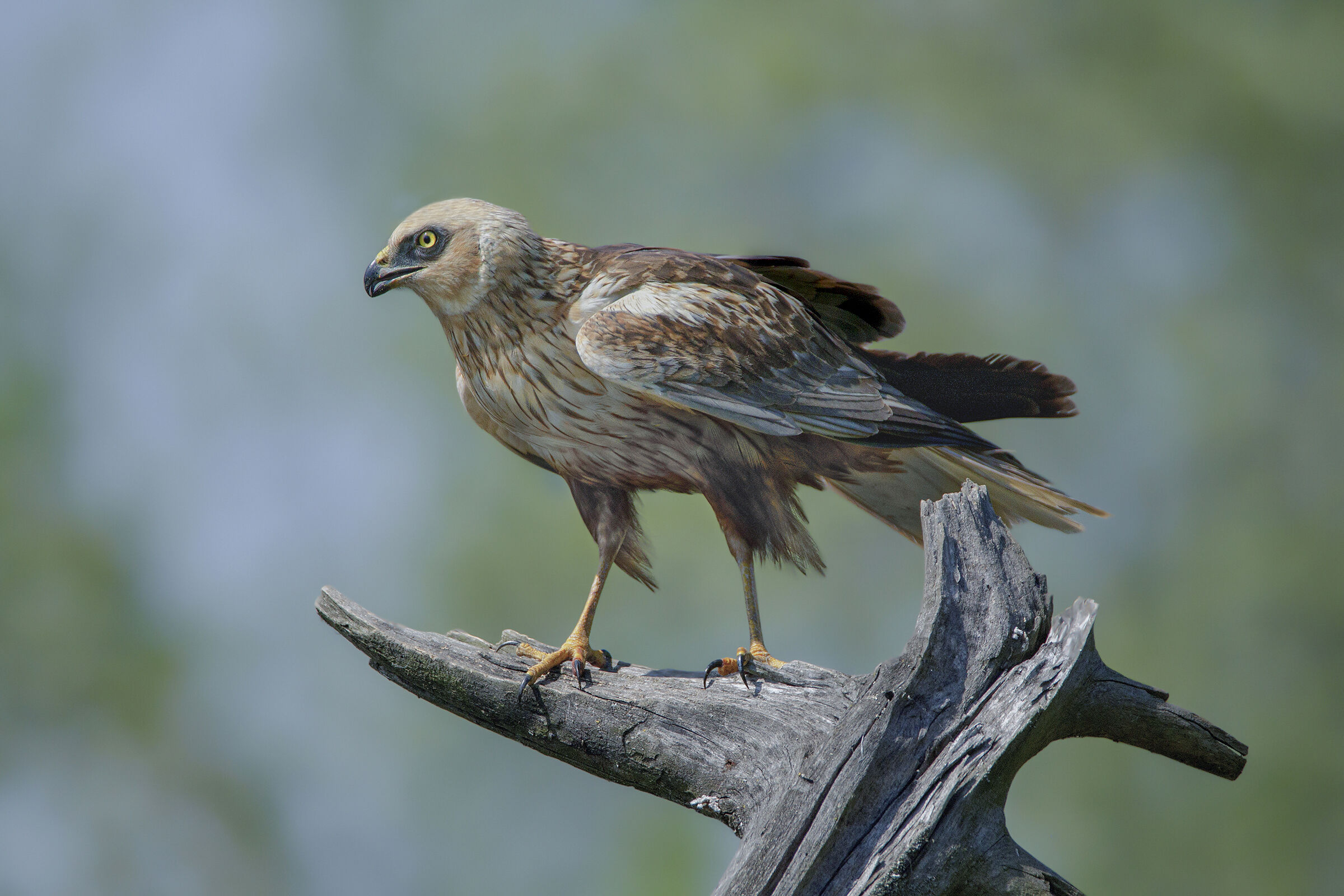 falco di palude maschio
