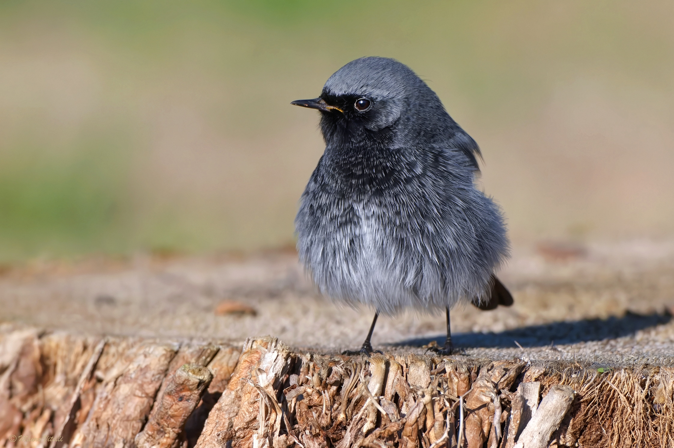 Chimney Sweep Redstart (M)