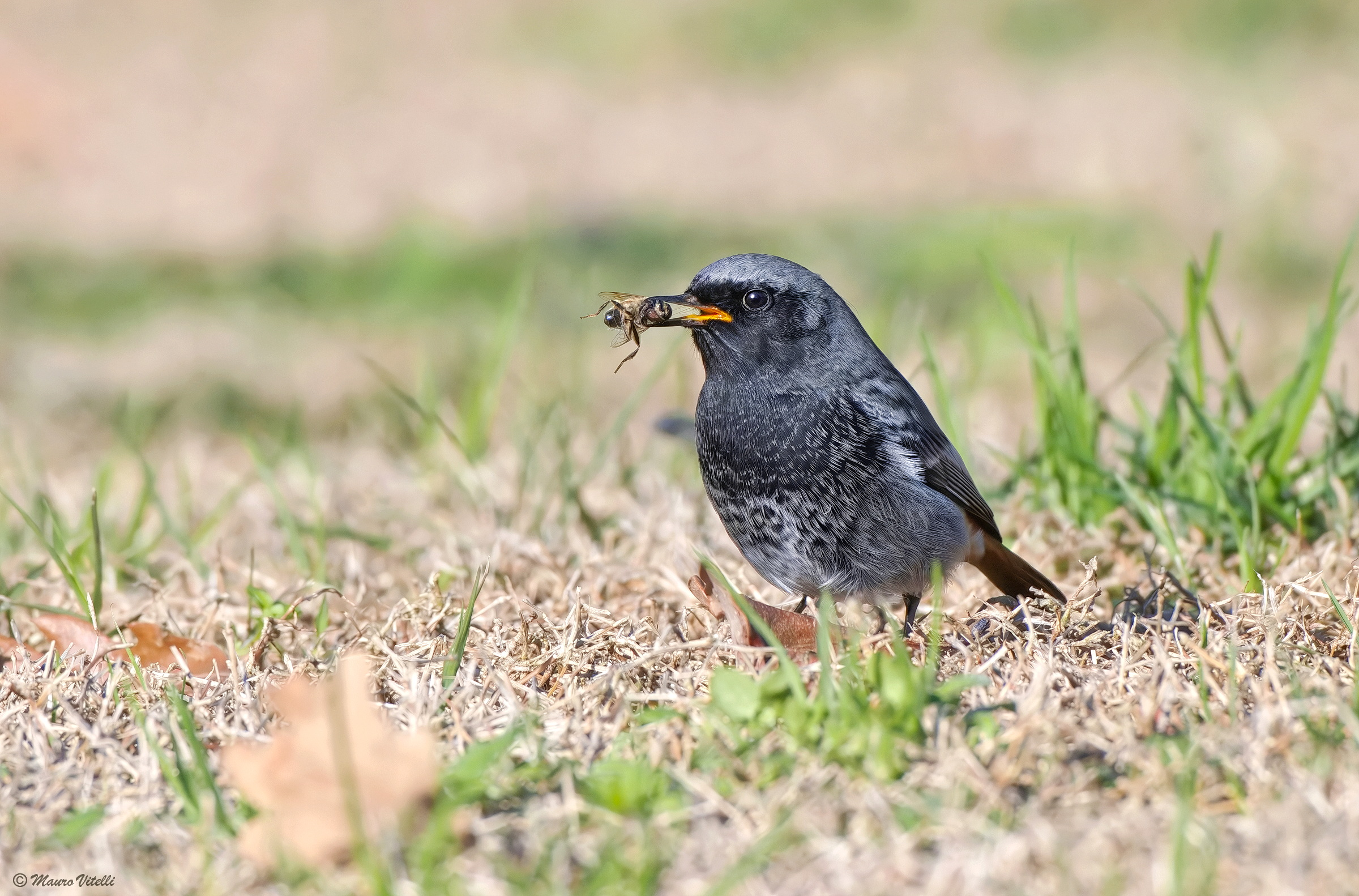 The Redstart and the Bee