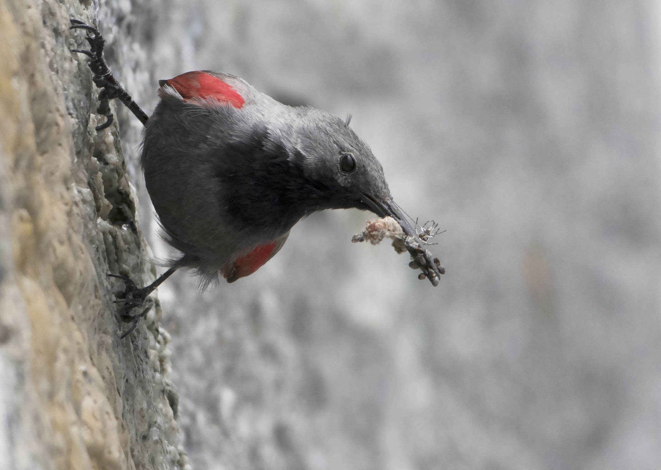 Wallcreeper