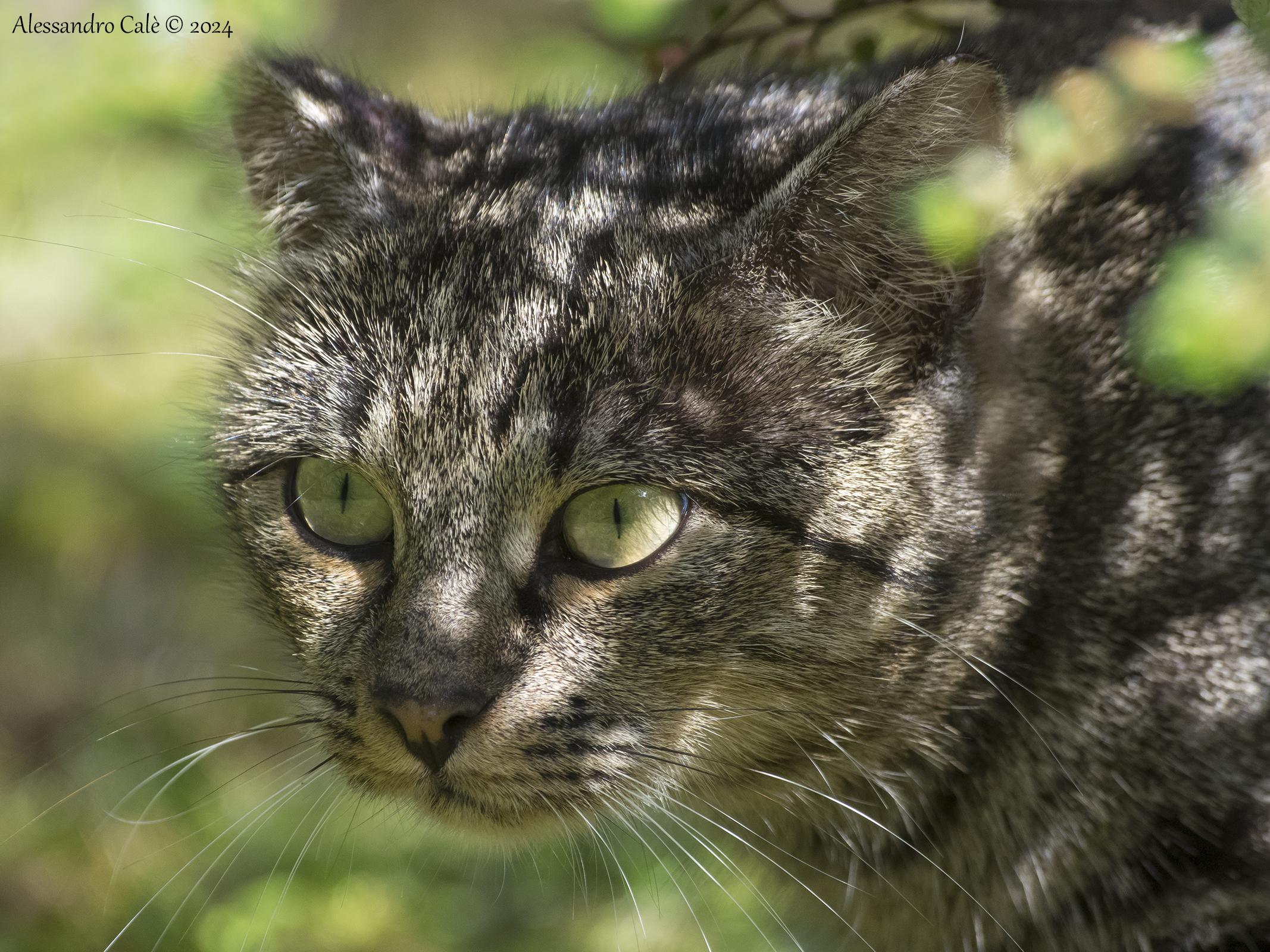 ... The Tiger in 5903