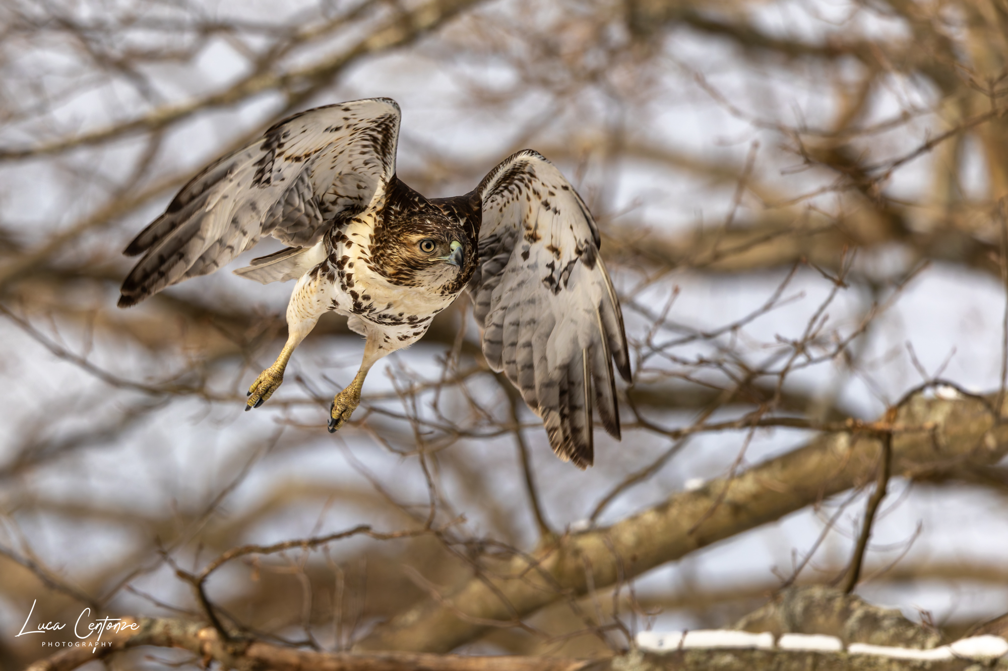 Red-tailed buzzard (Buteo jamaicensis)