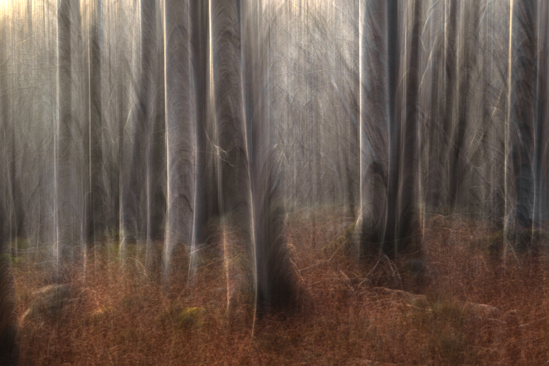 Ghost trees