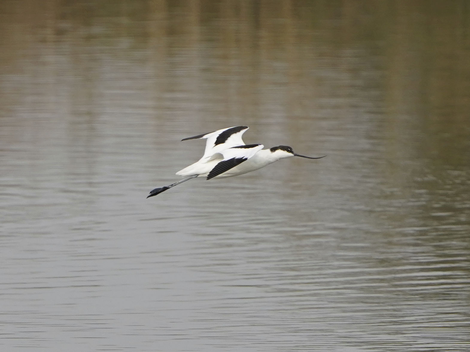 avocetta in volo