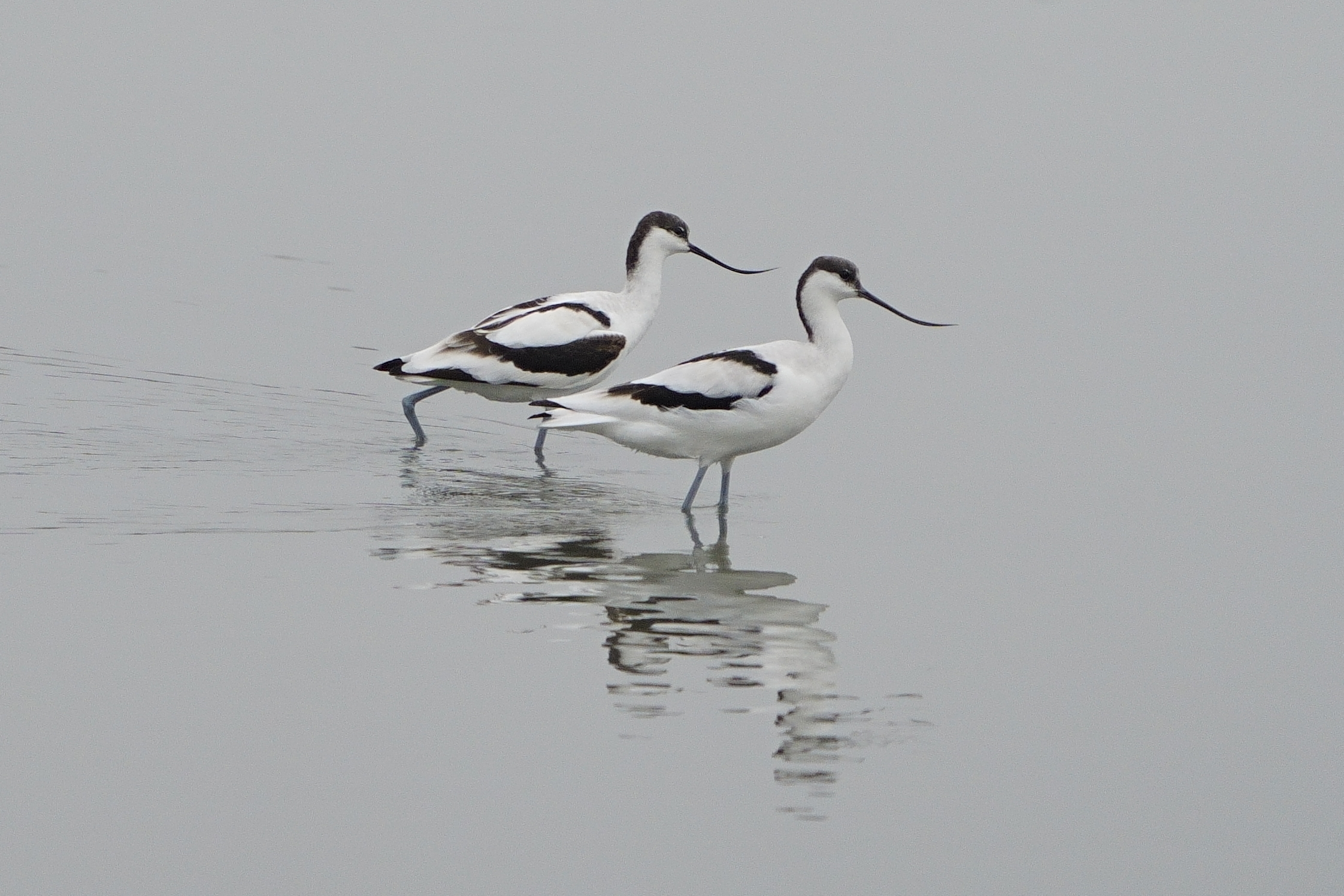 avocette in fila