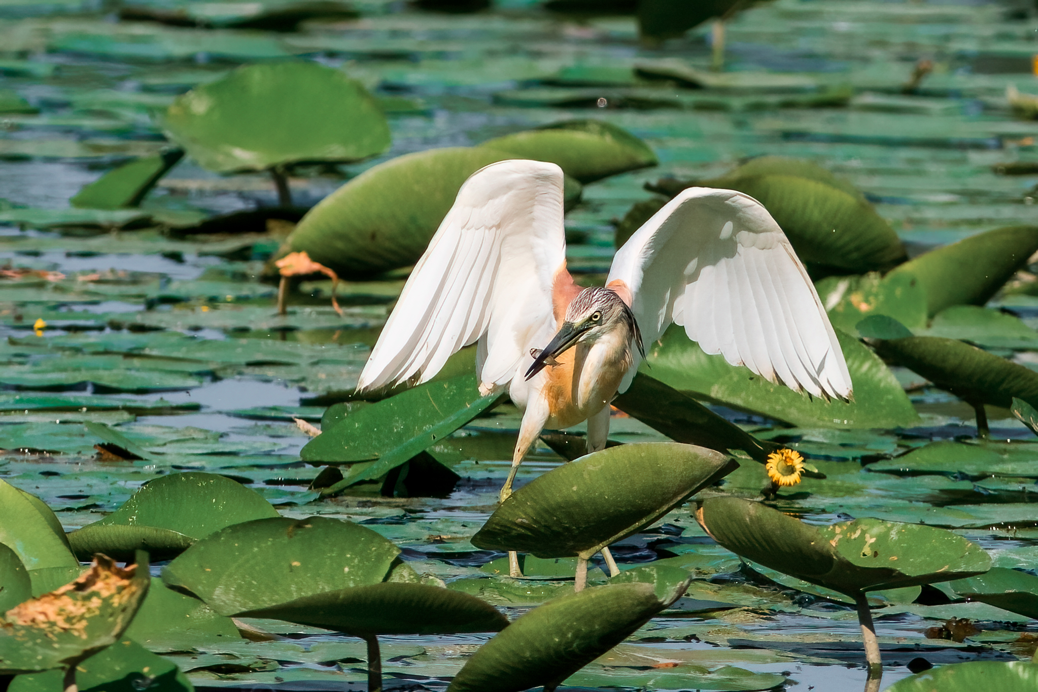 Squacco heron with small prey