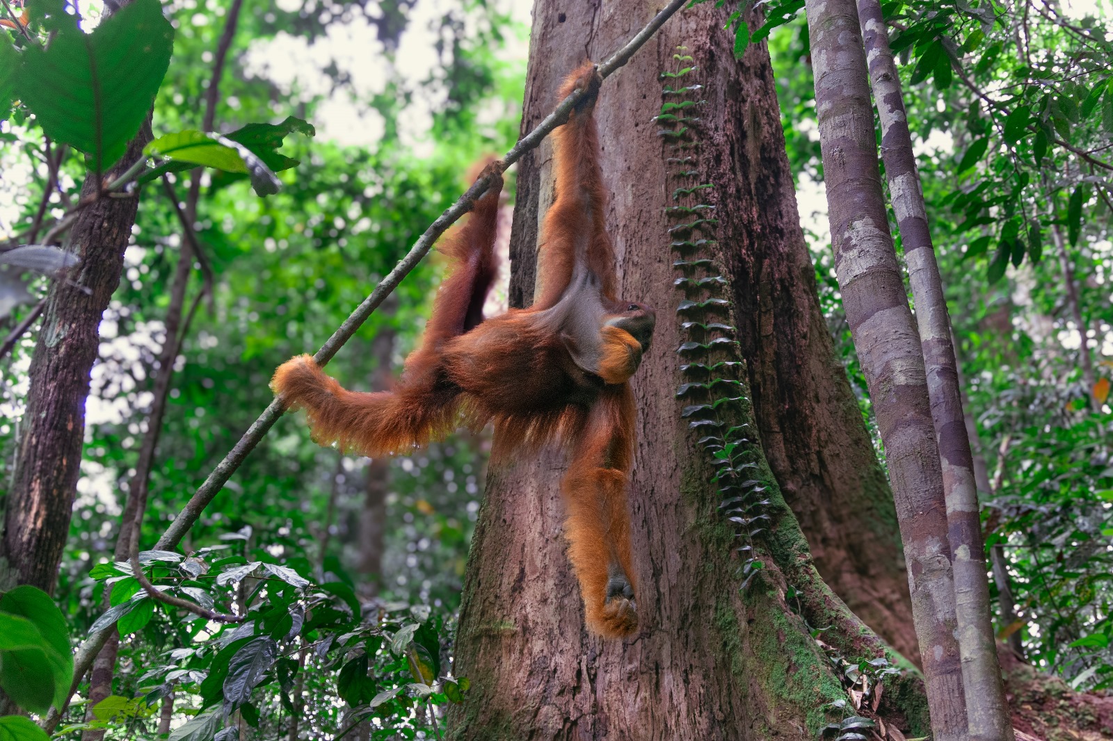 Orangutan in the jungle