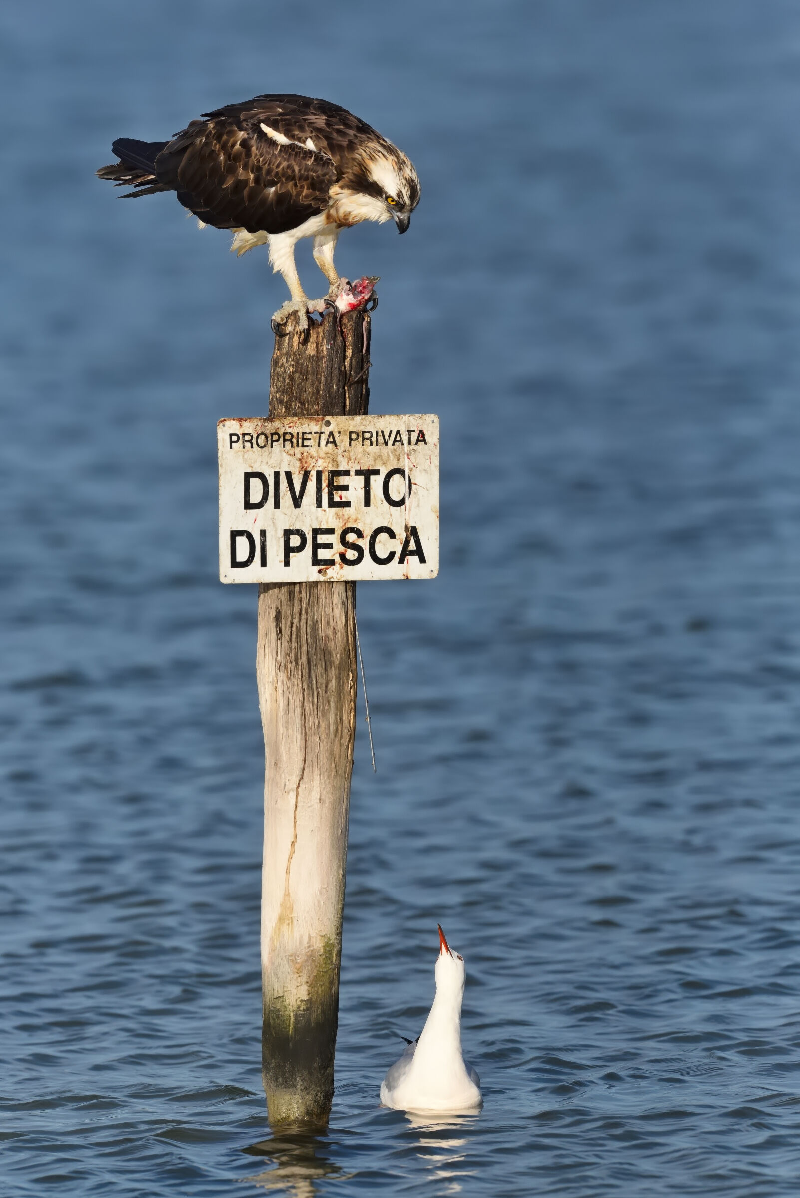 Puoi aggiungere un posto a tavola ?