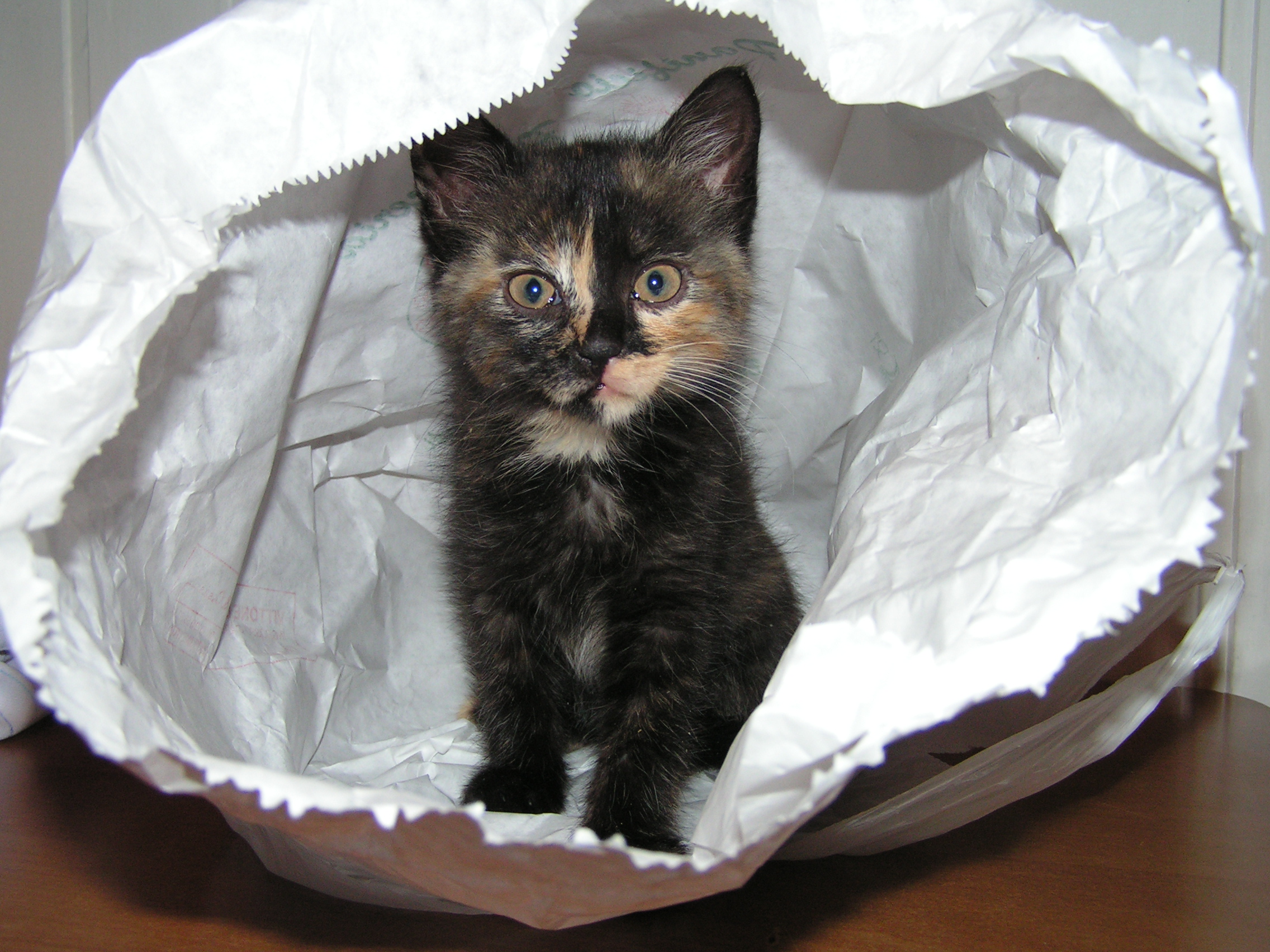 non dire gatto se non ce l'hai nel sacco