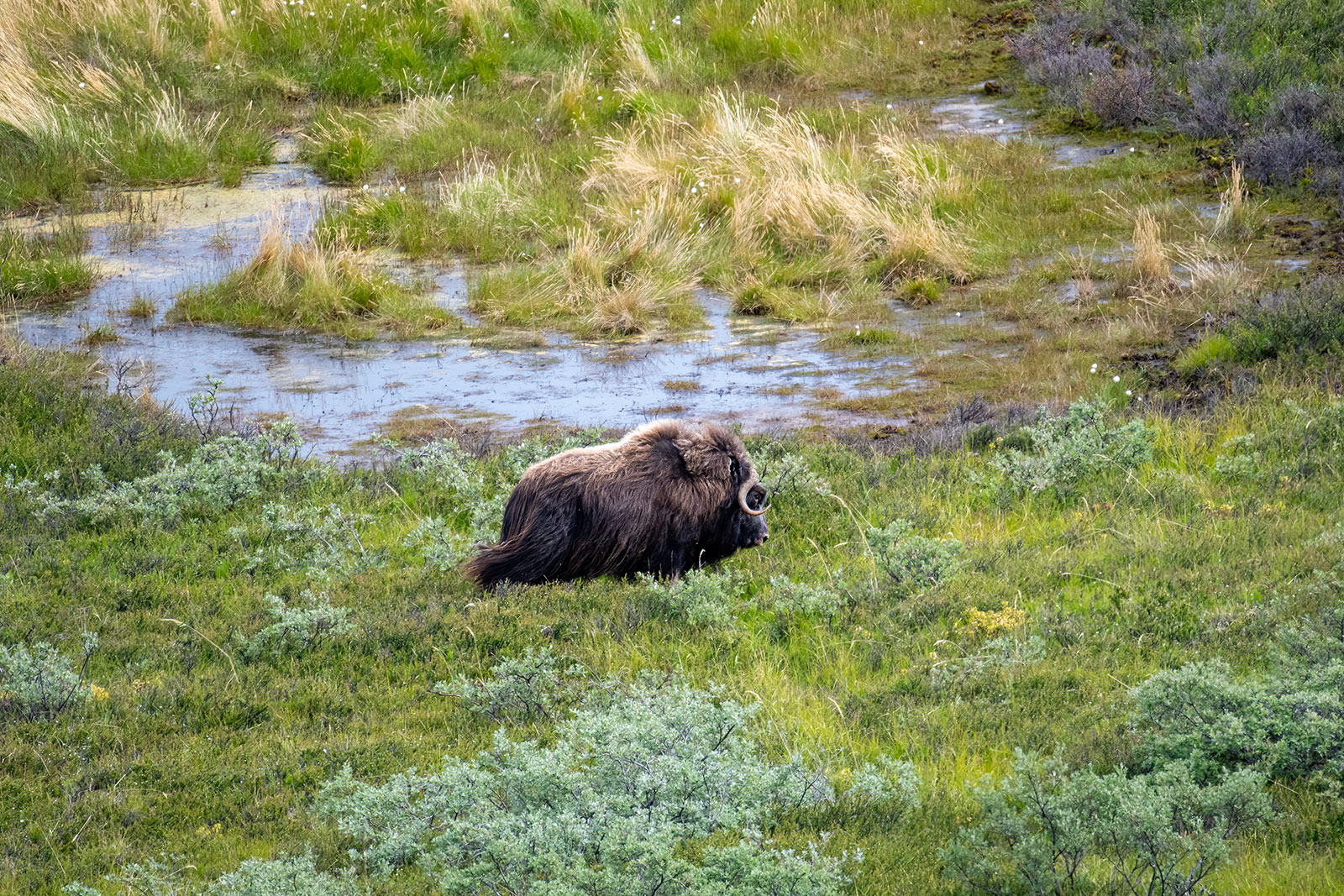 bue muschiato nella tundra della Groenlandia