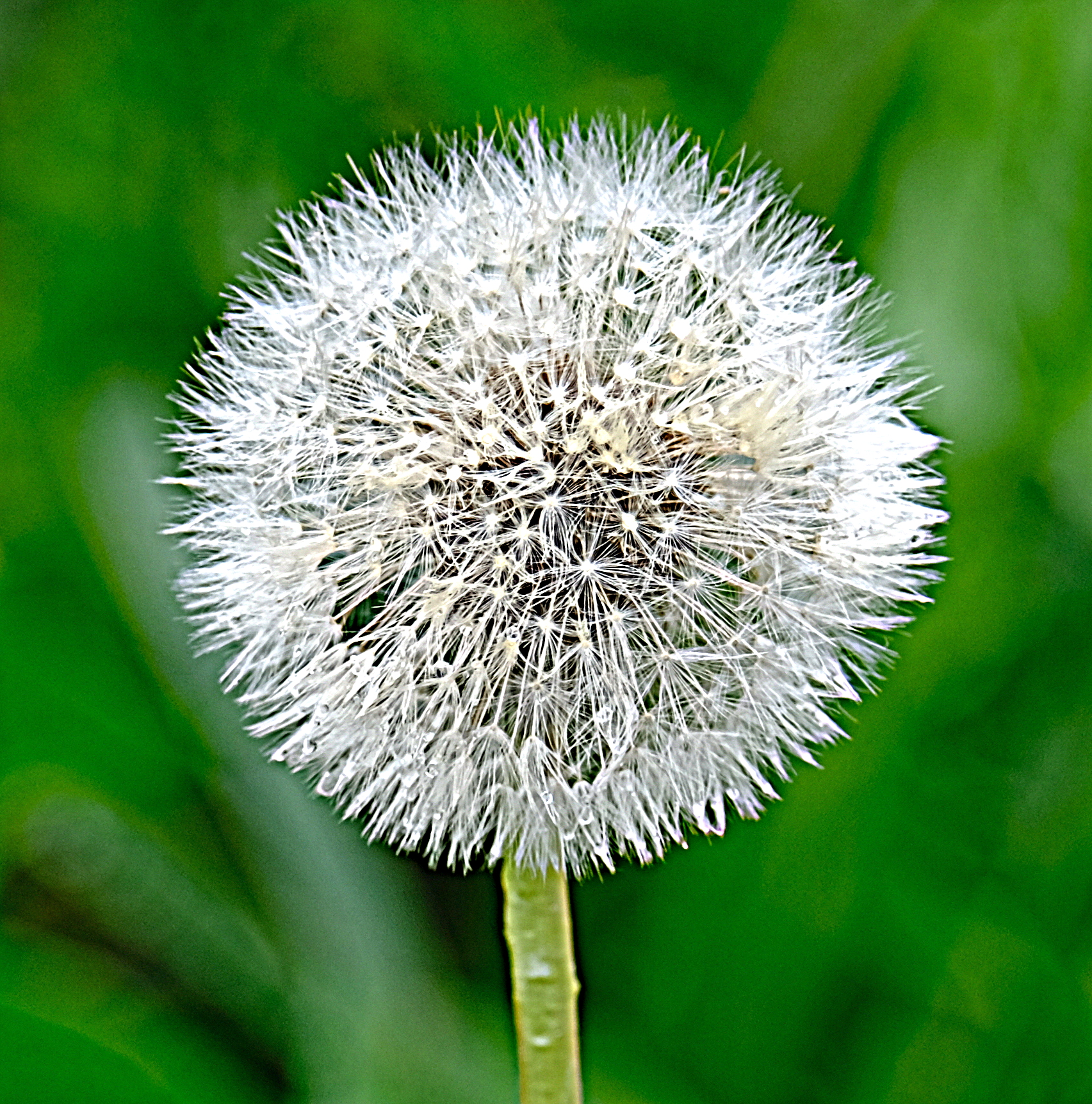 fiore di palla